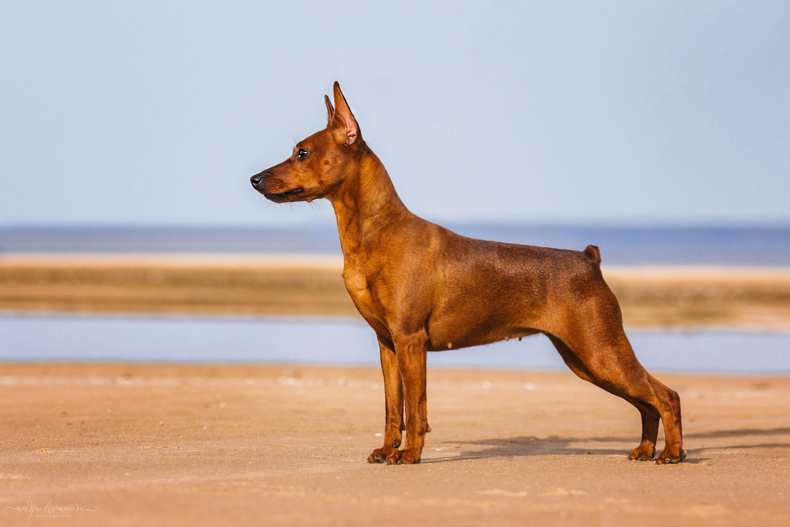 Киви на берегу. Фотограф анималист Аня Ливанова | Рыбинск