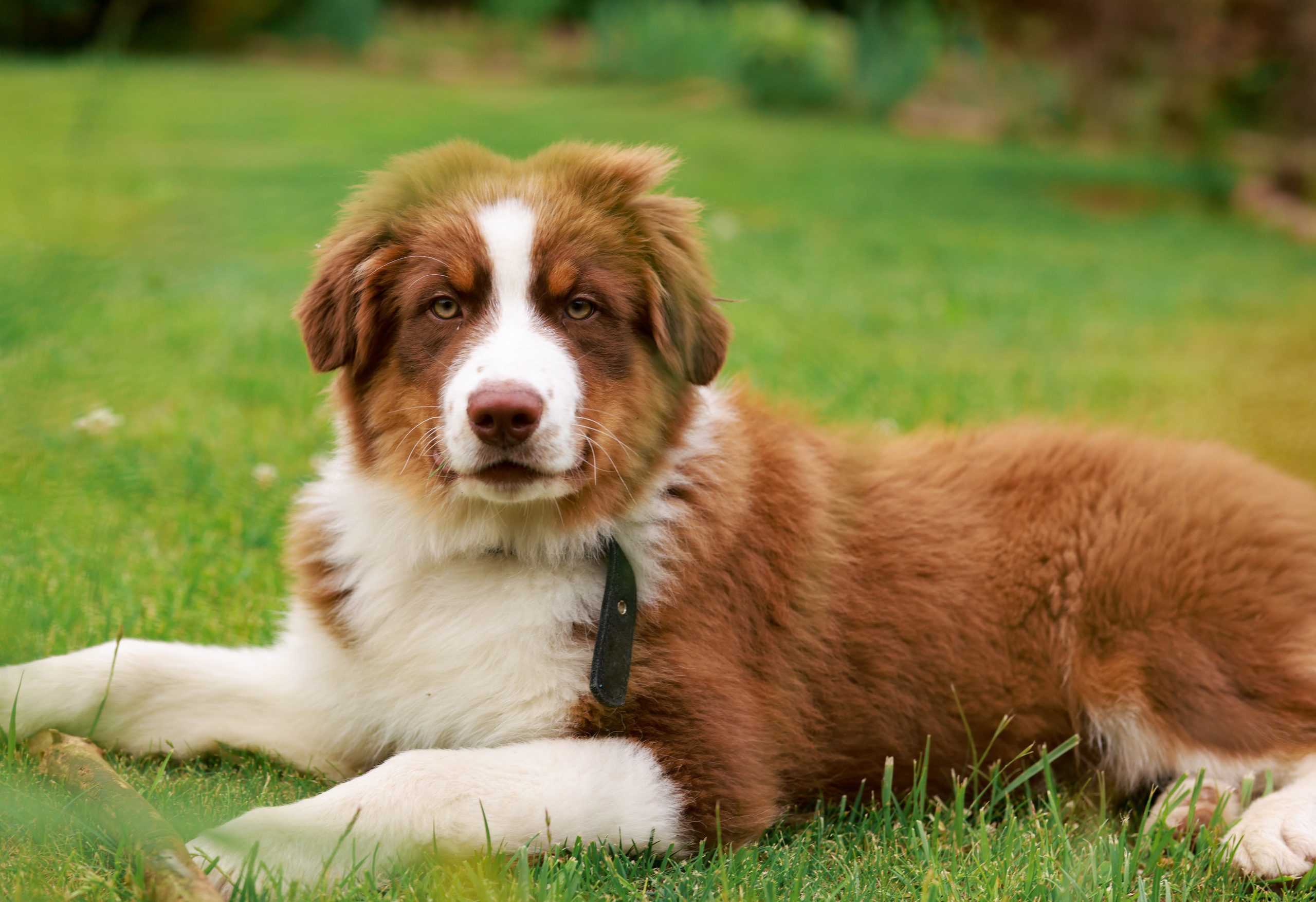 Аусси 2. Фотограф репортажей и стритфотосессий в Москве Людмила Смирнова