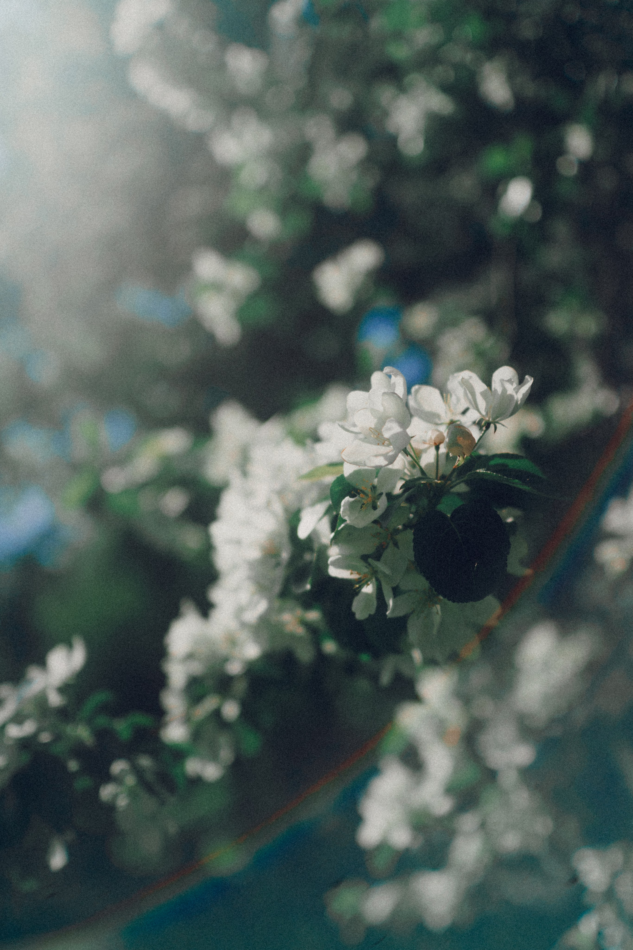Botanical. Портретный и свадебный фотограф в Москве и Санкт-Петербурге. Учитель фотографии онлайн и оффлайн