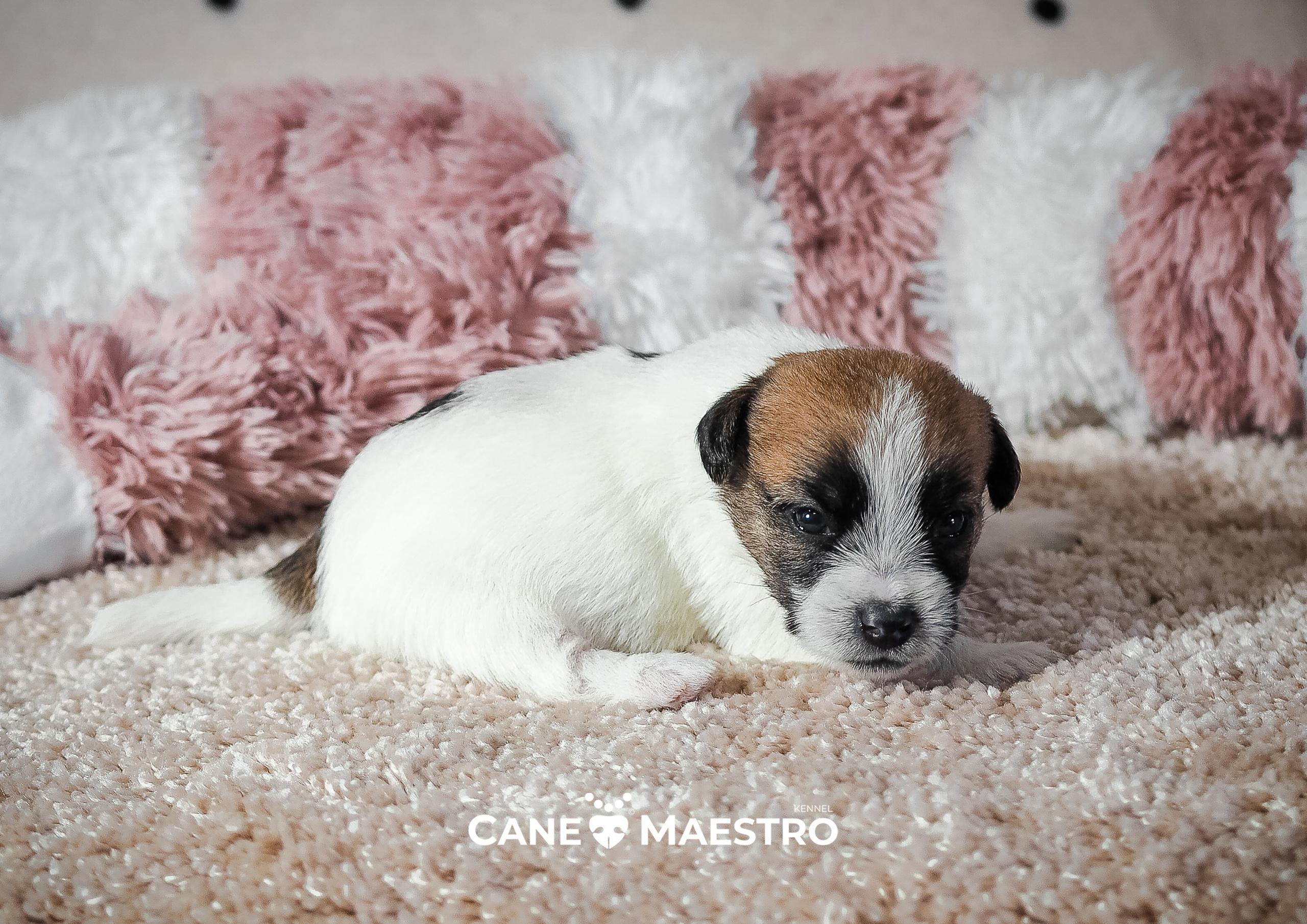 X_female_2_b-t. CANE MAESTRO — kennel Jack Russell Terrier