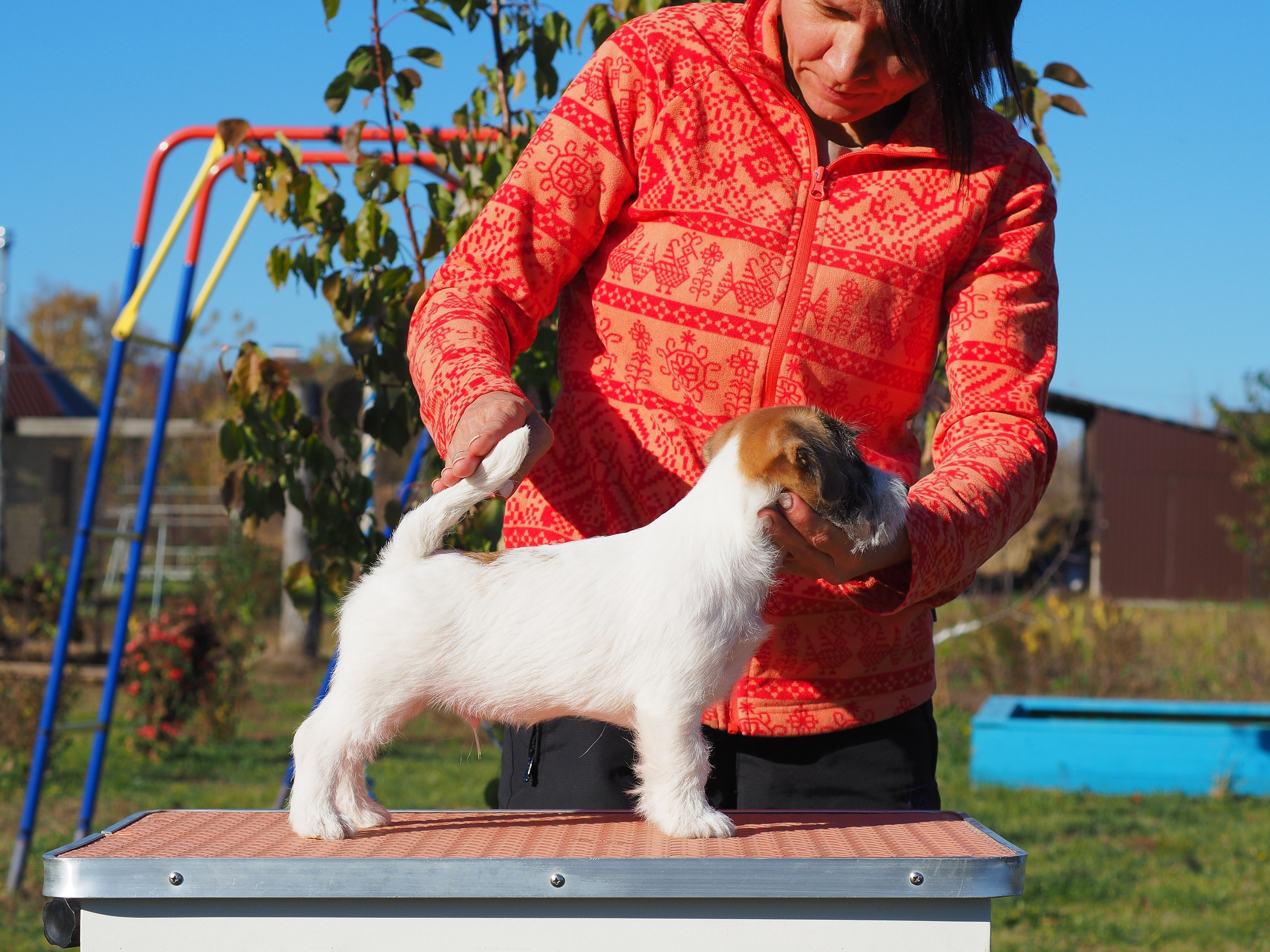 Щенок кобель ДРТ. КАНЕ МАЭСТРО — питомник Джек рассел терьеров