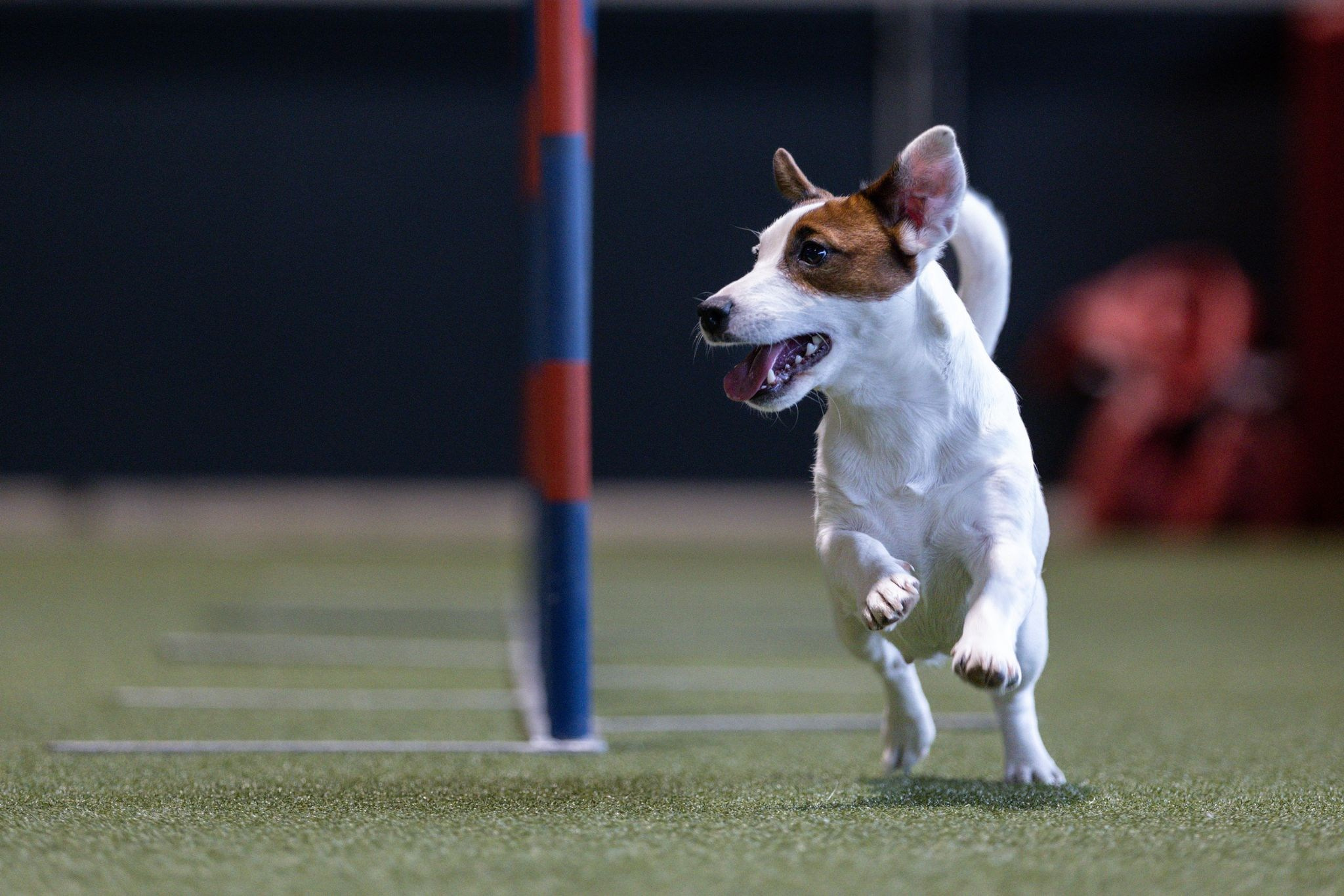 CANE MAESTRO MARSHMALLOW. CANE MAESTRO — kennel Jack Russell Terrier