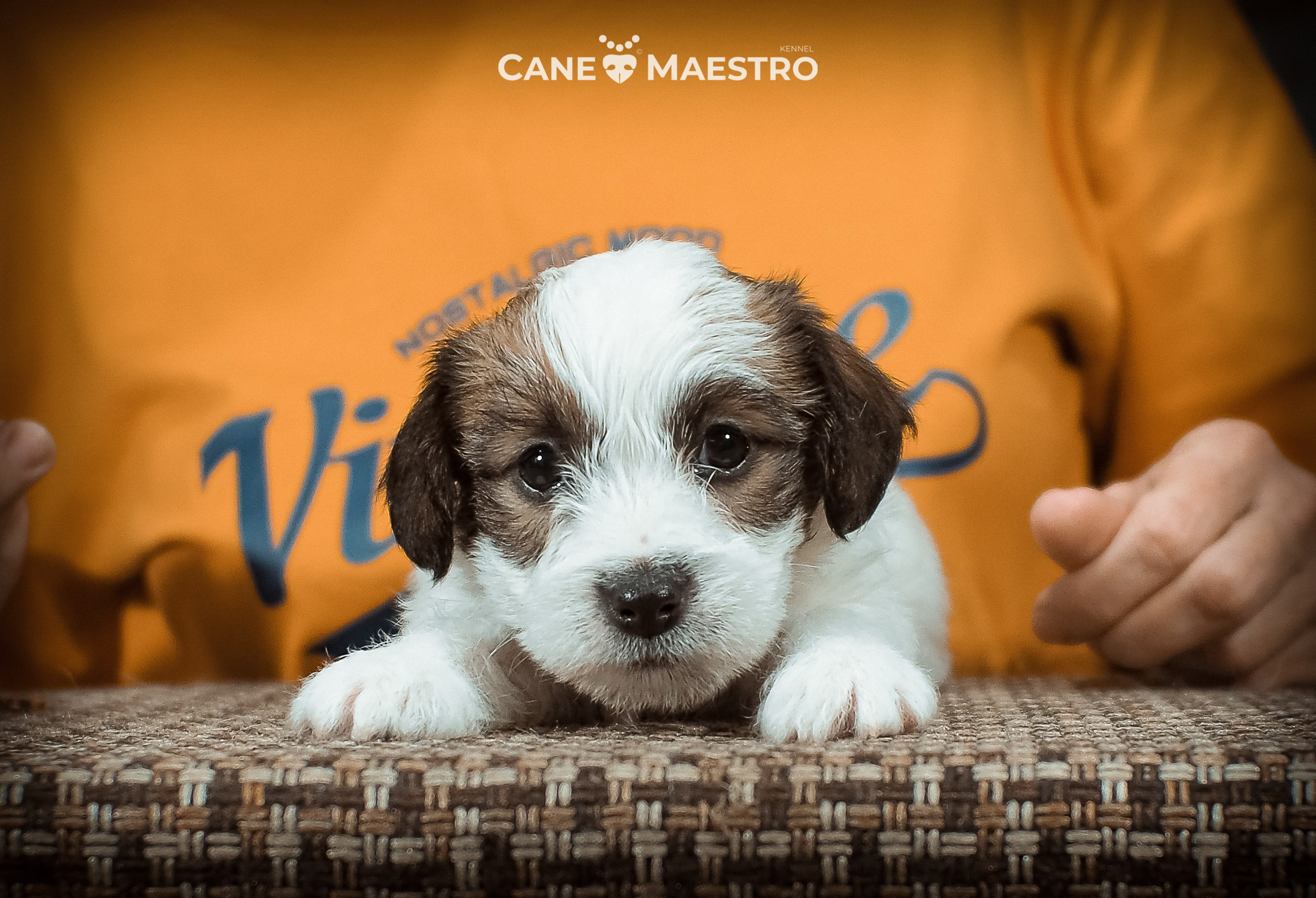 Сук_21_12_25. CANE MAESTRO — kennel Jack Russell Terrier