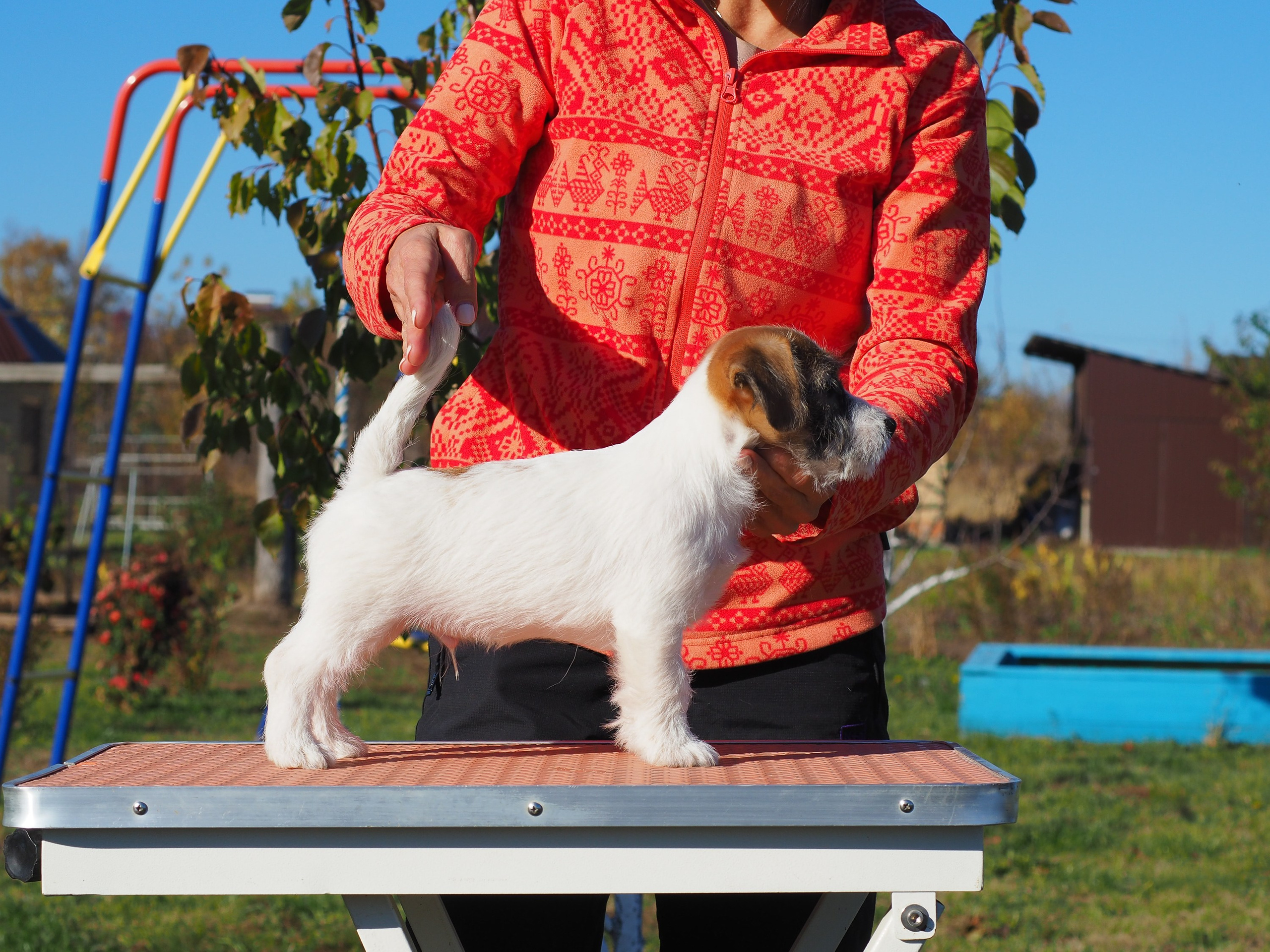 Щенок кобель ДРТ. КАНЕ МАЭСТРО — питомник Джек рассел терьеров