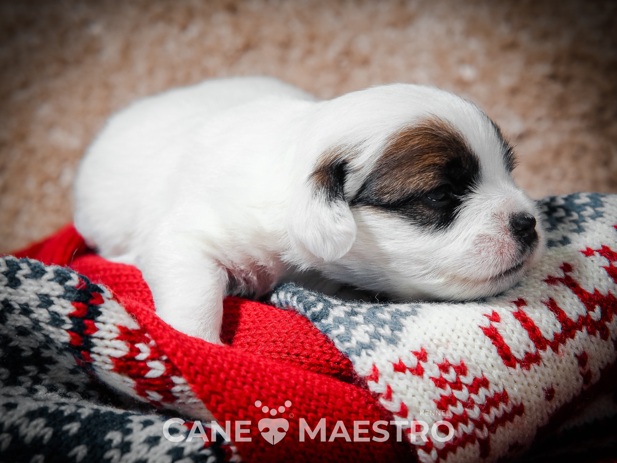 1КОБЛ_МОНОКЛЬ_Ц_ЛИТТЕР. CANE MAESTRO — kennel Jack Russell Terrier