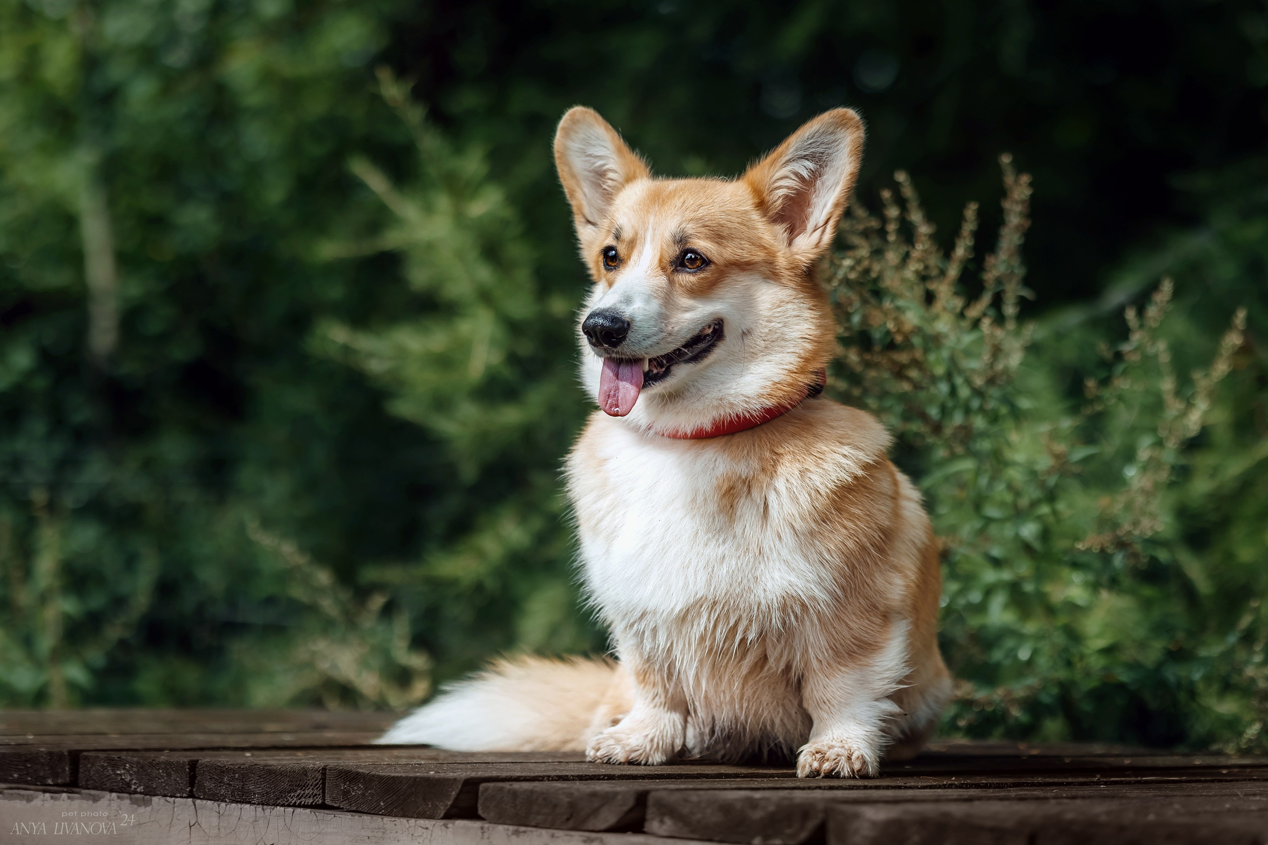 Ралли «Акела». Фотограф анималист Аня Ливанова | Рыбинск