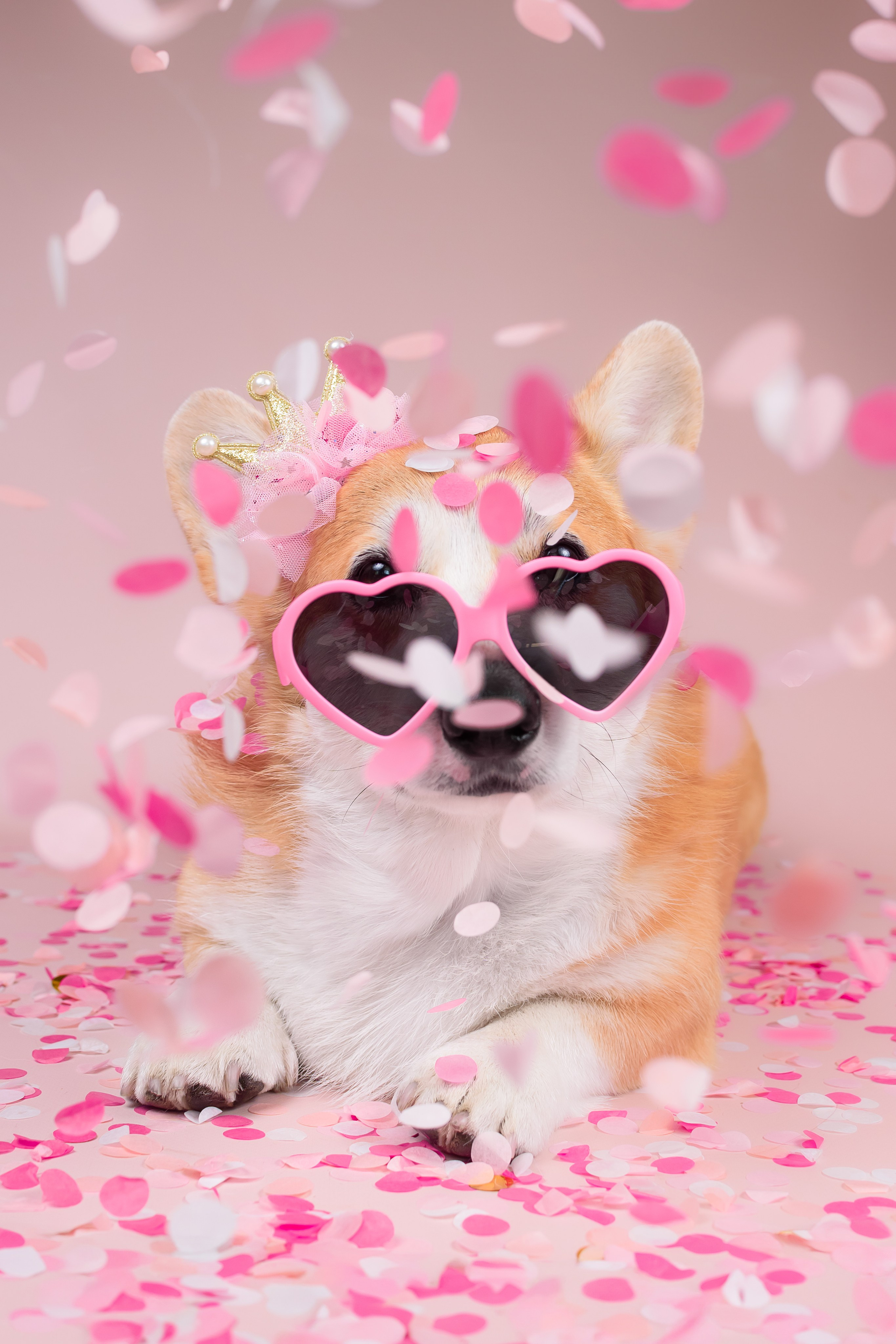 Лея ДР — 25.05.2024. Фотограф — Анималист | Анна Абрамова