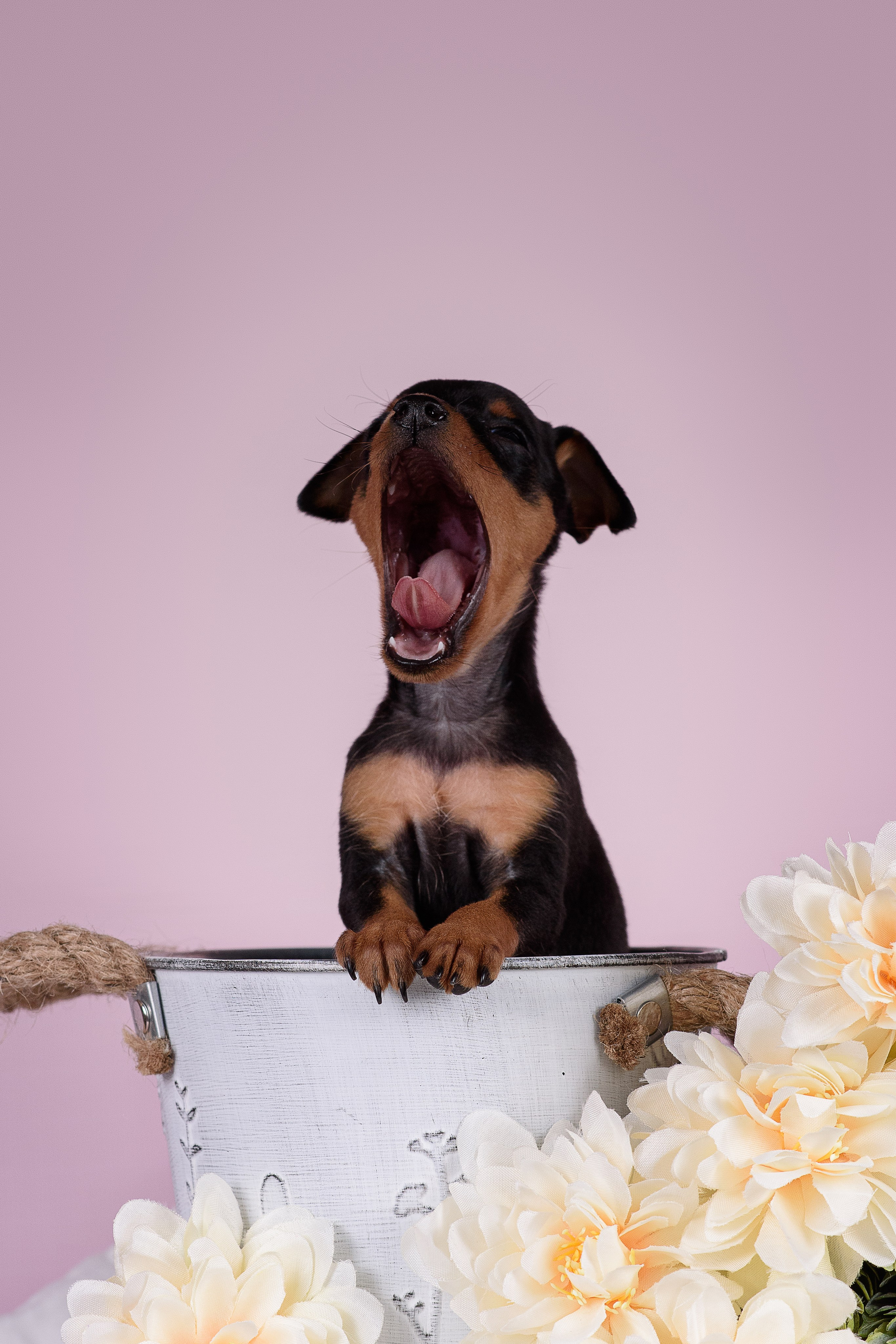 Щенки Пражских крысариков -13.04.2024. Фотограф — Анималист | Анна Абрамова