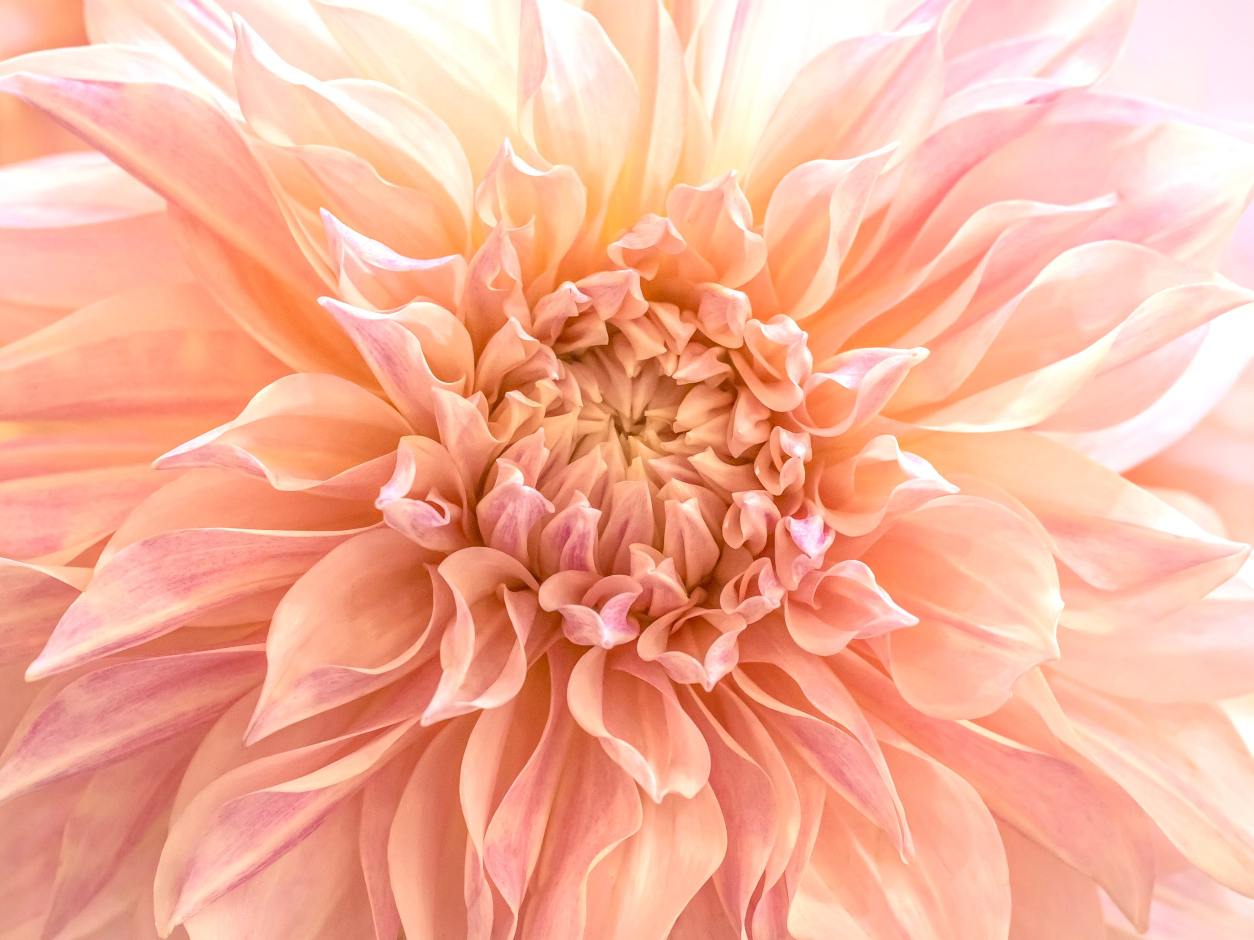 Цветы-Экспо 2023. Фотосессии и репортаж — Фотограф в Москве — Рина Серёгина