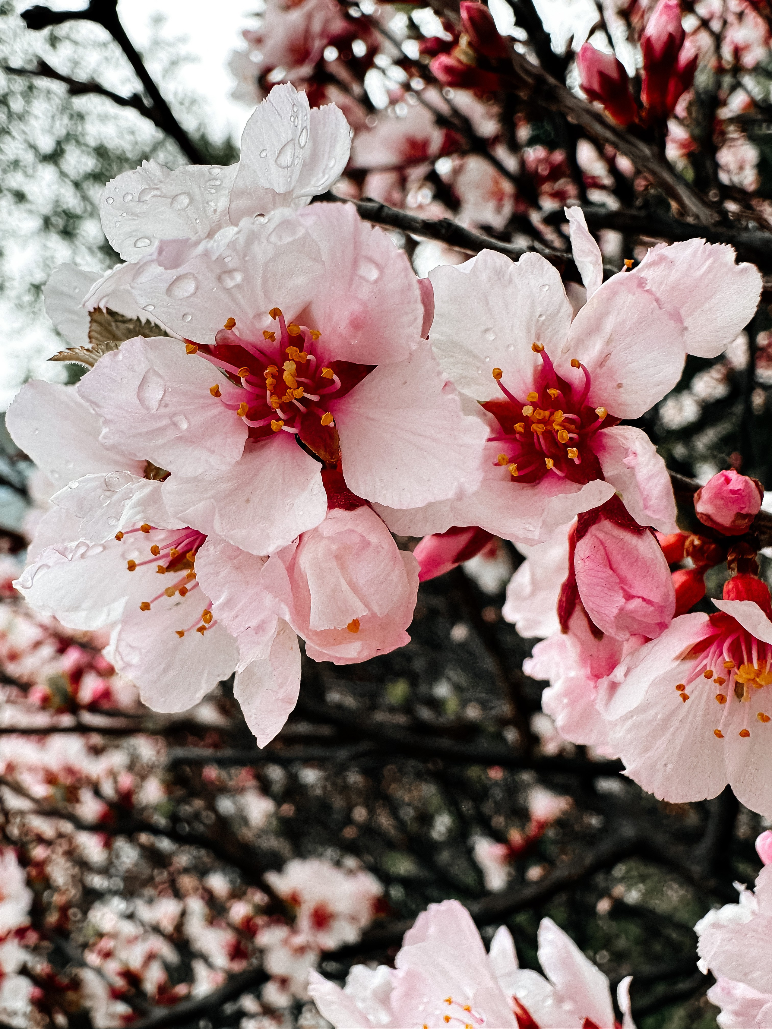 Природа. Команда фотографов Кристины Ивановой