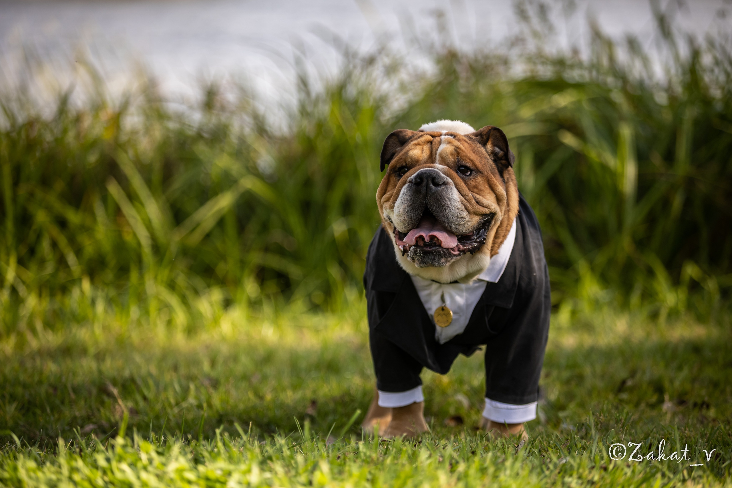 Фотосъемка собак (Бульдоги). Репортажный фотограф, Москва, Закат