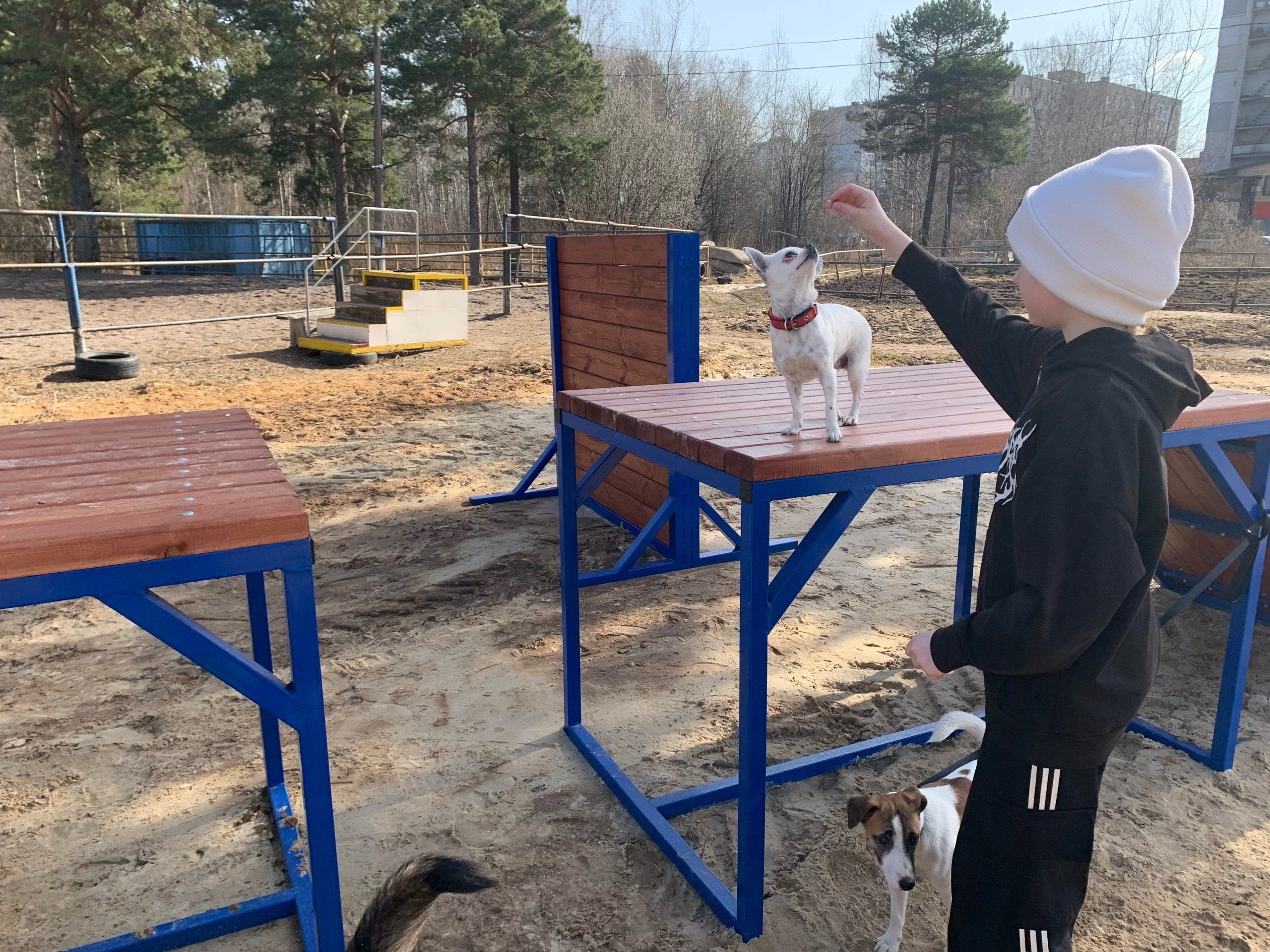 Практические занятия по дрессировке. НРОО КЦ "Собаковод"