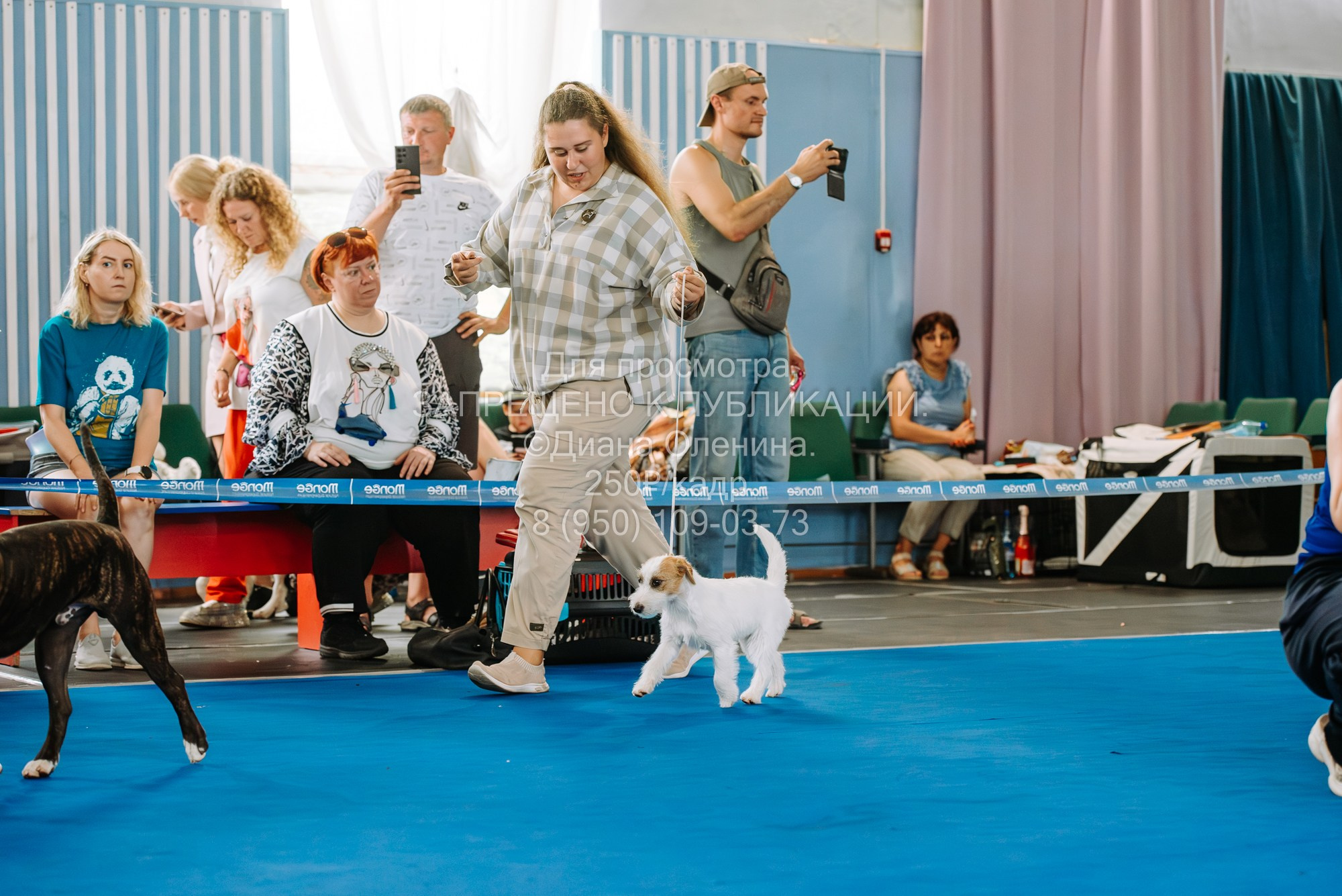 Национальная выставка собак всех пород ранга САС-IKU «Кубок Красноярск. Фотограф Диана Оленина Красноярск / Братск