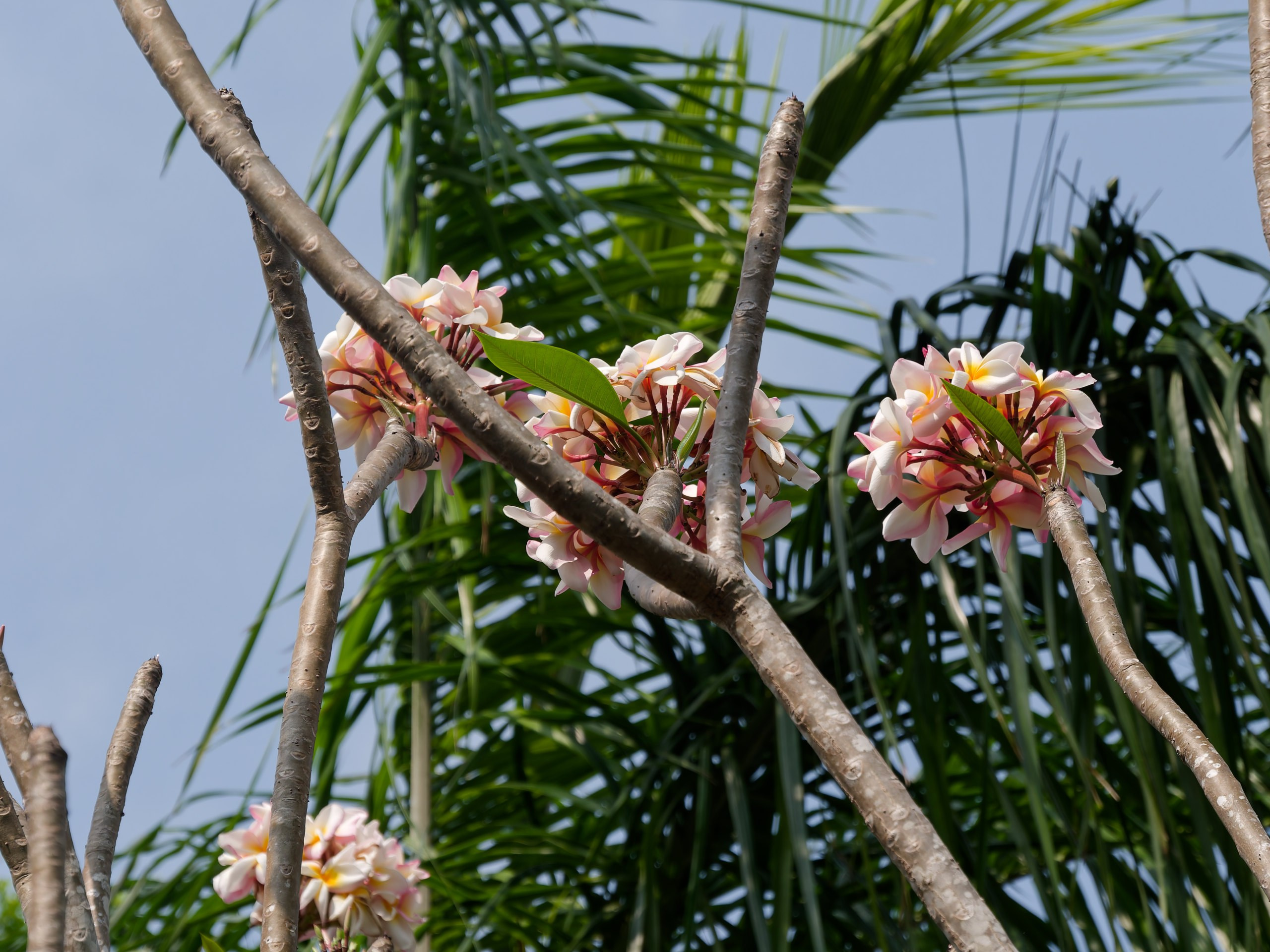 Хайнань 2026, флора, цветы и деревья. Фотопрогулки по Миру