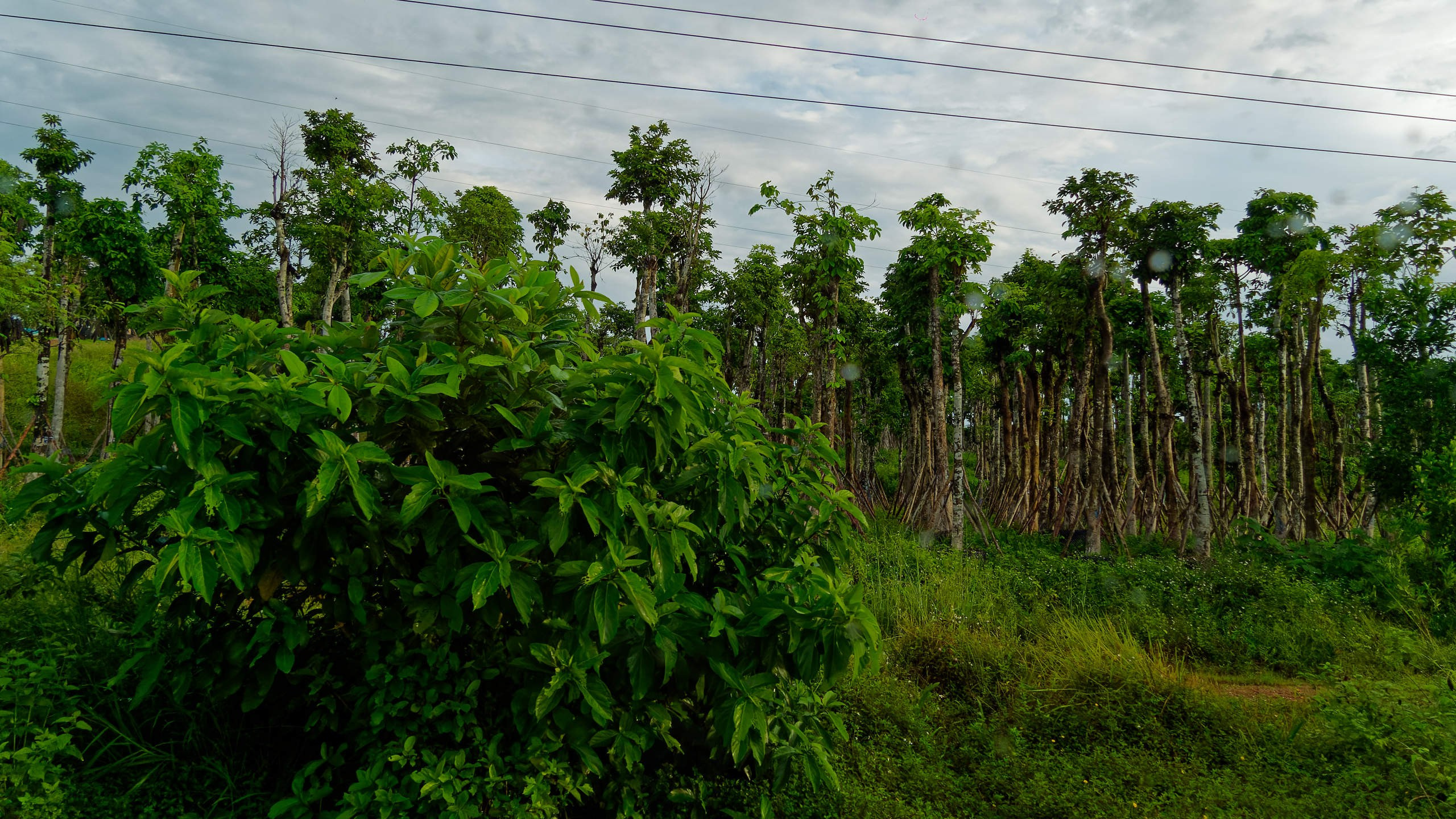 Далат 2023. Избранные фотографии