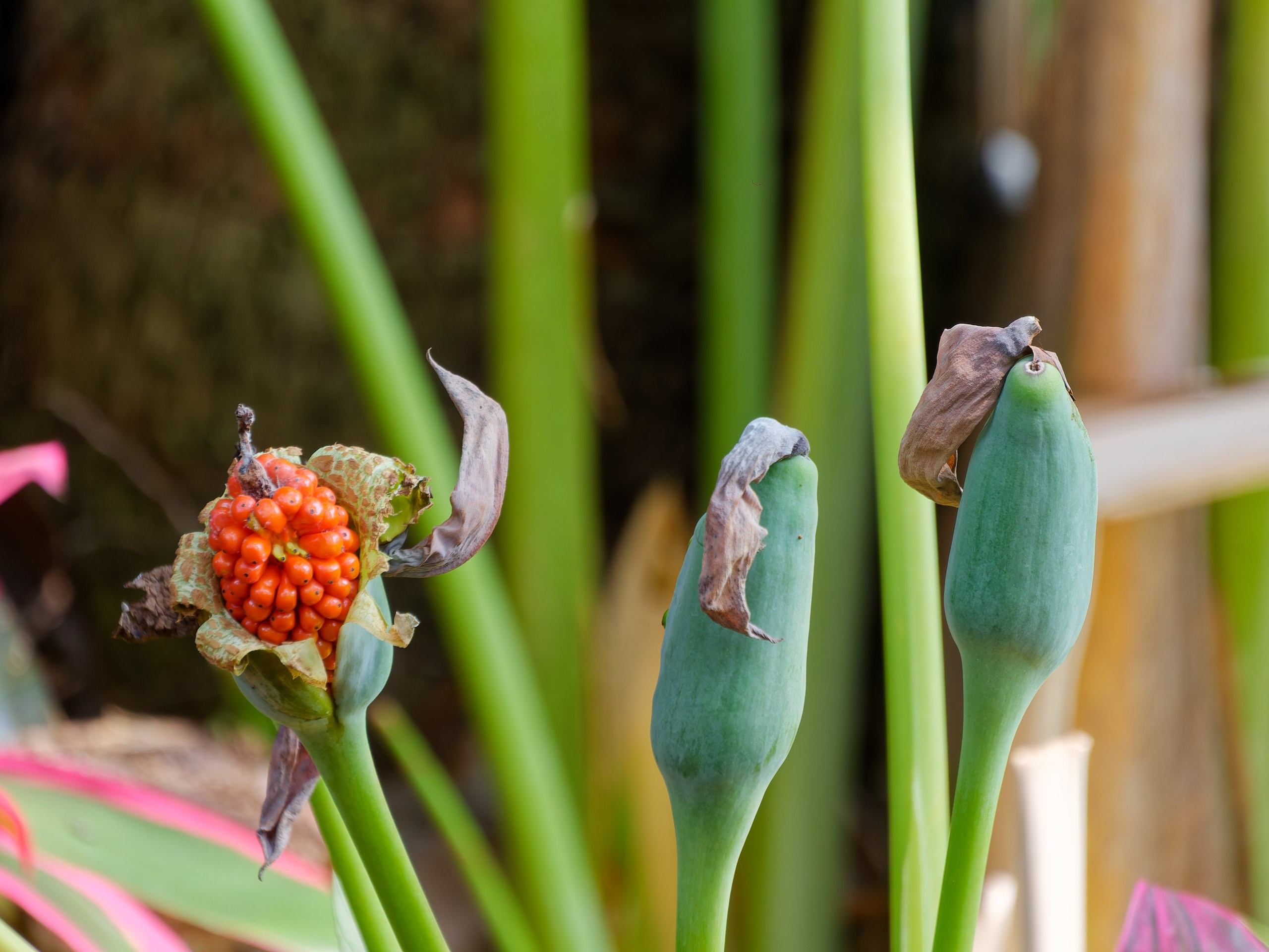 Хайнань 2026, флора, цветы и деревья. Фотопрогулки по Миру