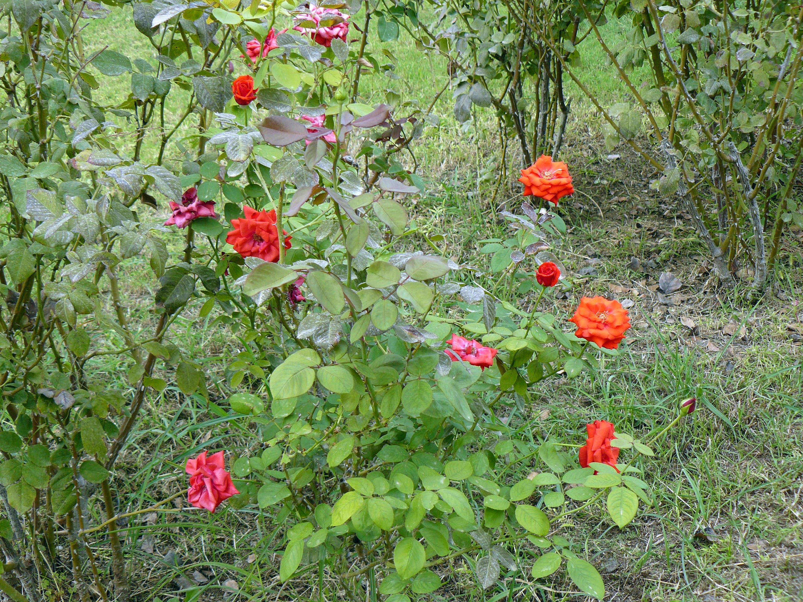 Кемер, Чамьюва 2008. Избранные фотографии