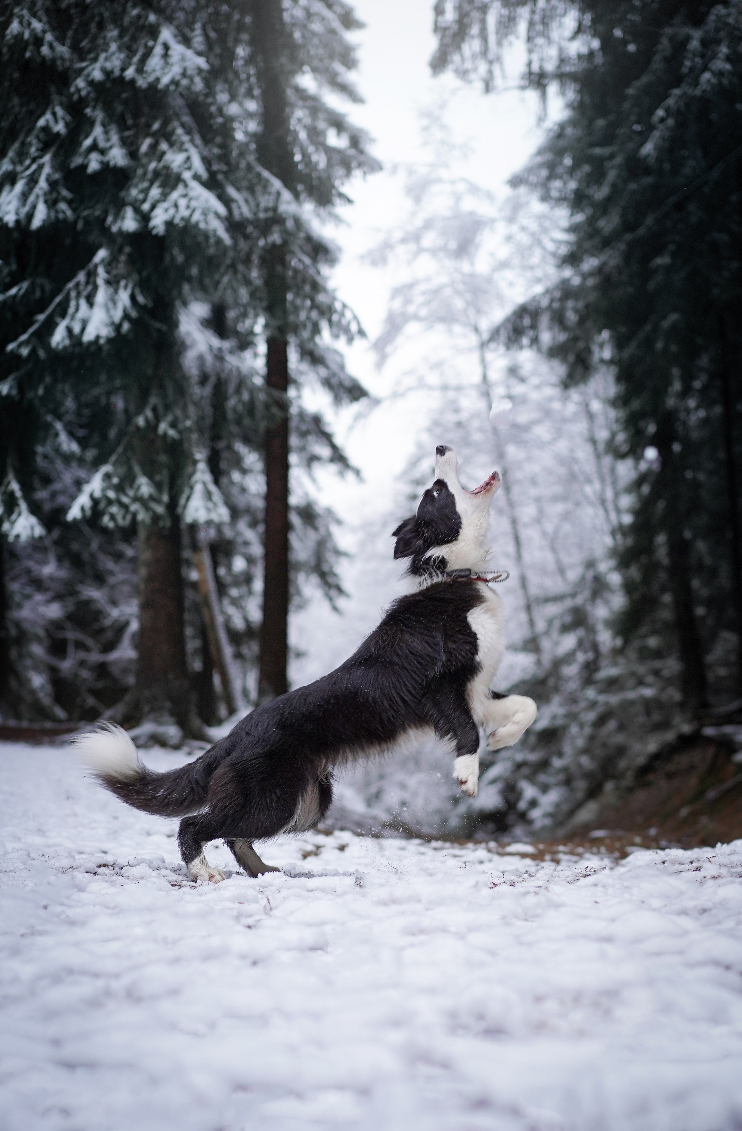 Юлия и Груша. Фотограф-анималист в Санкт-Петербурге Яна Мартынова