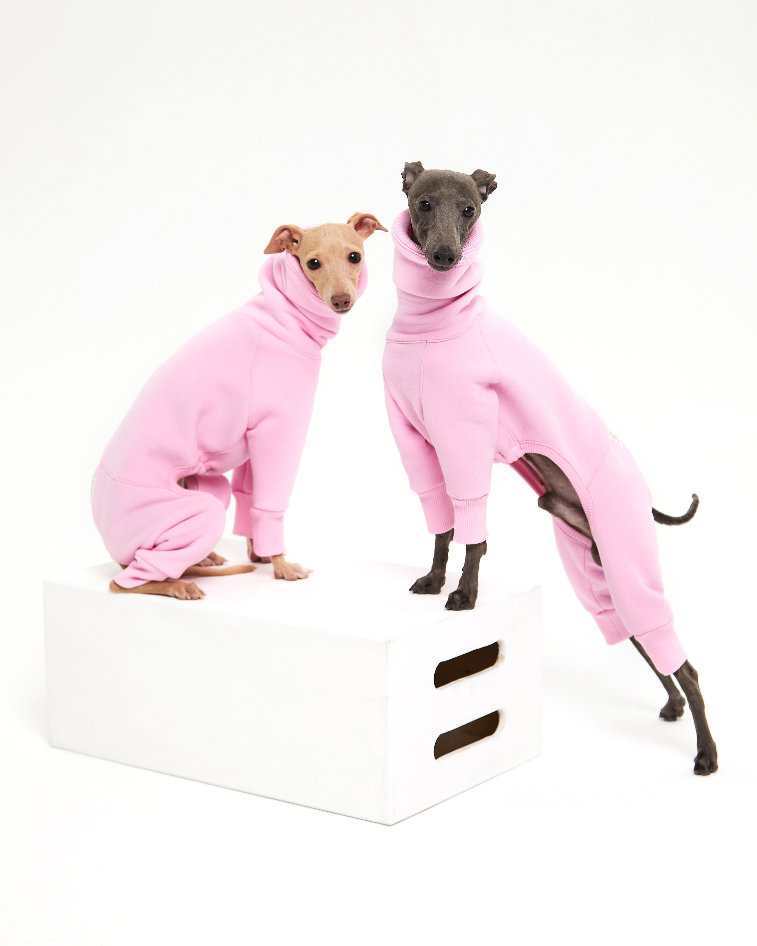 Каталоги. Pets Photography / Фотограф Собак