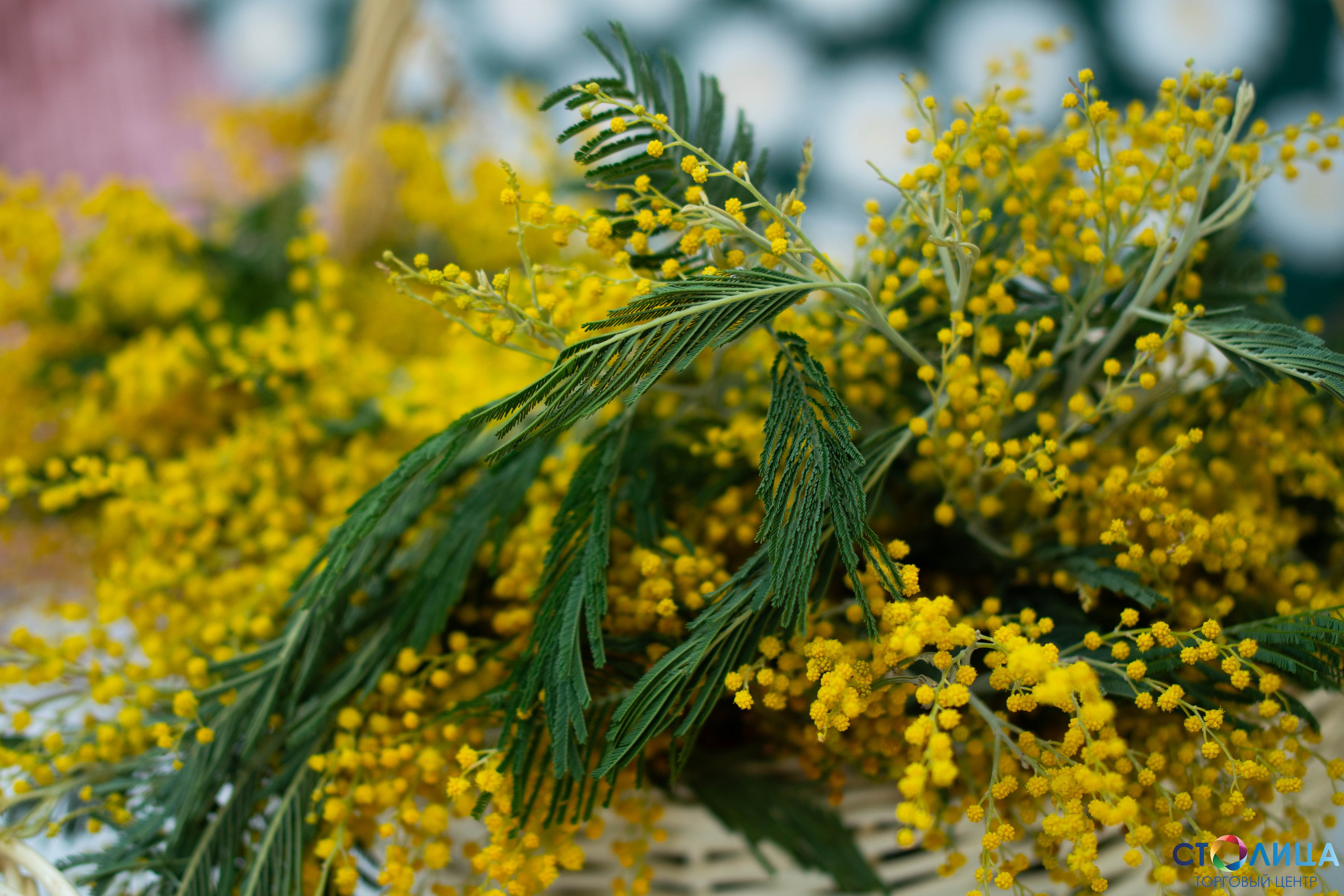 Reportage shooting. Фотограф / видеограф в Москве и Сочи Sofia Riversong