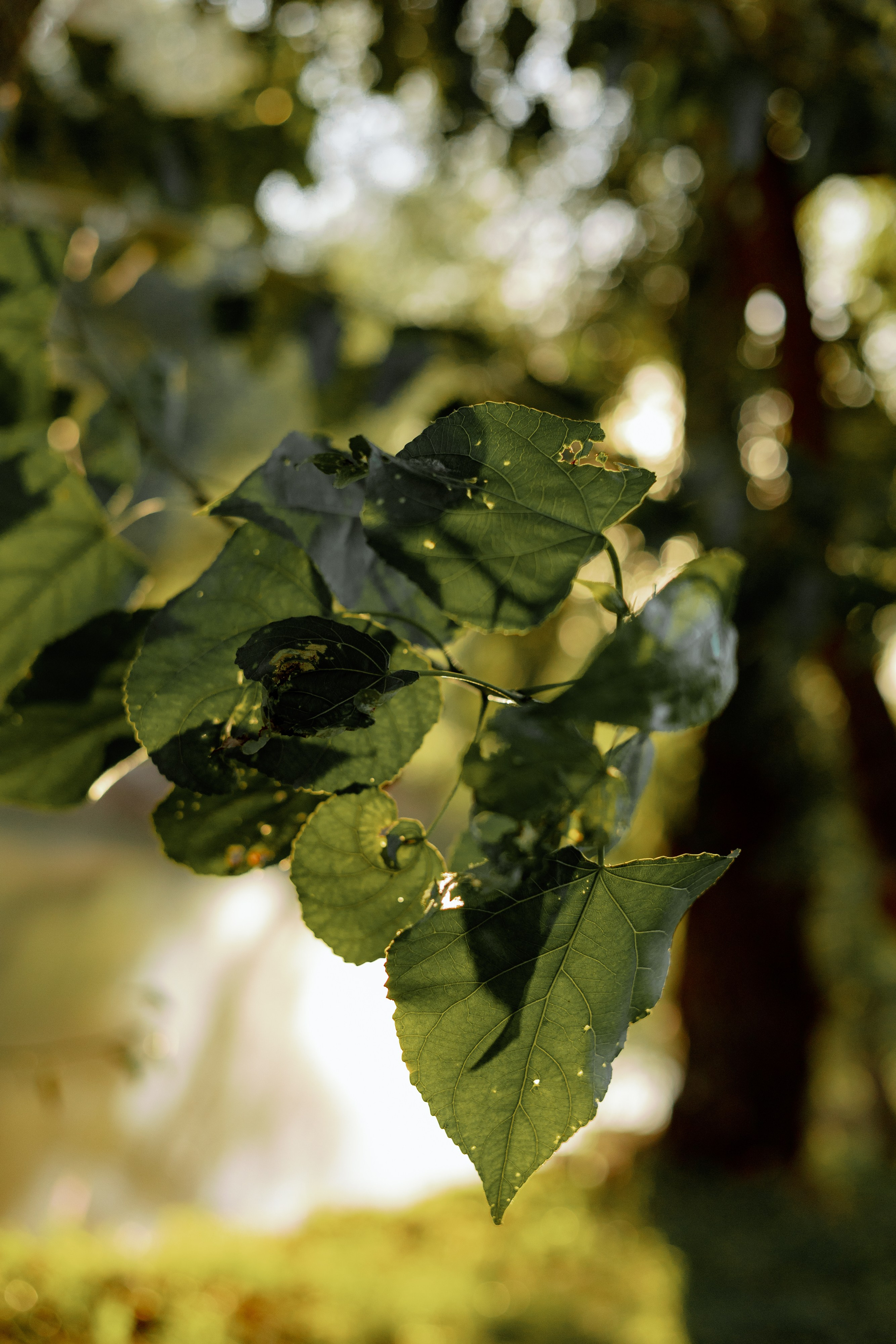 LEVI'S LUV. Fusion Wedding Photographer