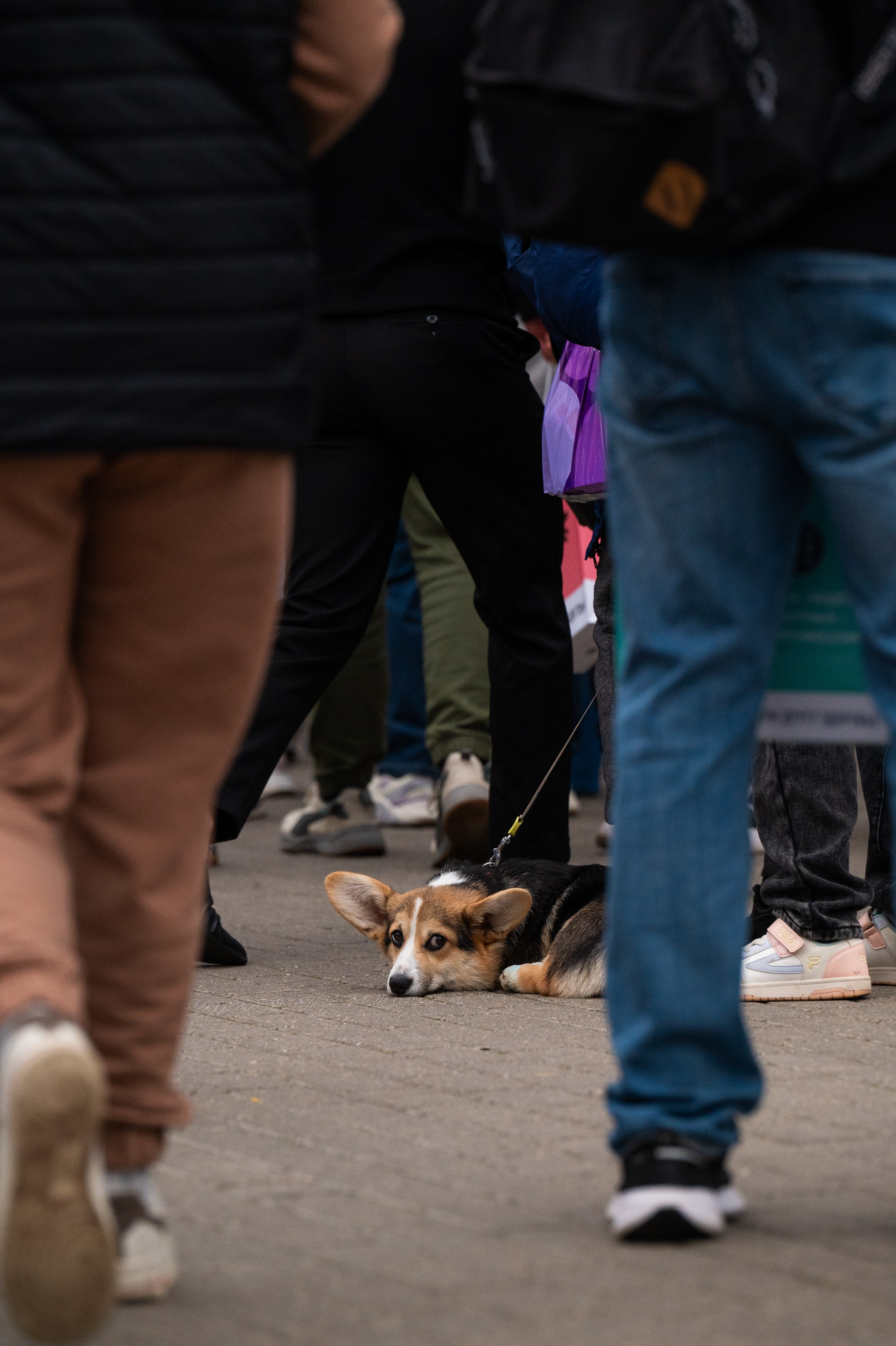 4lapy fest 2025. Photographer in Moscow Anna Chistiakova