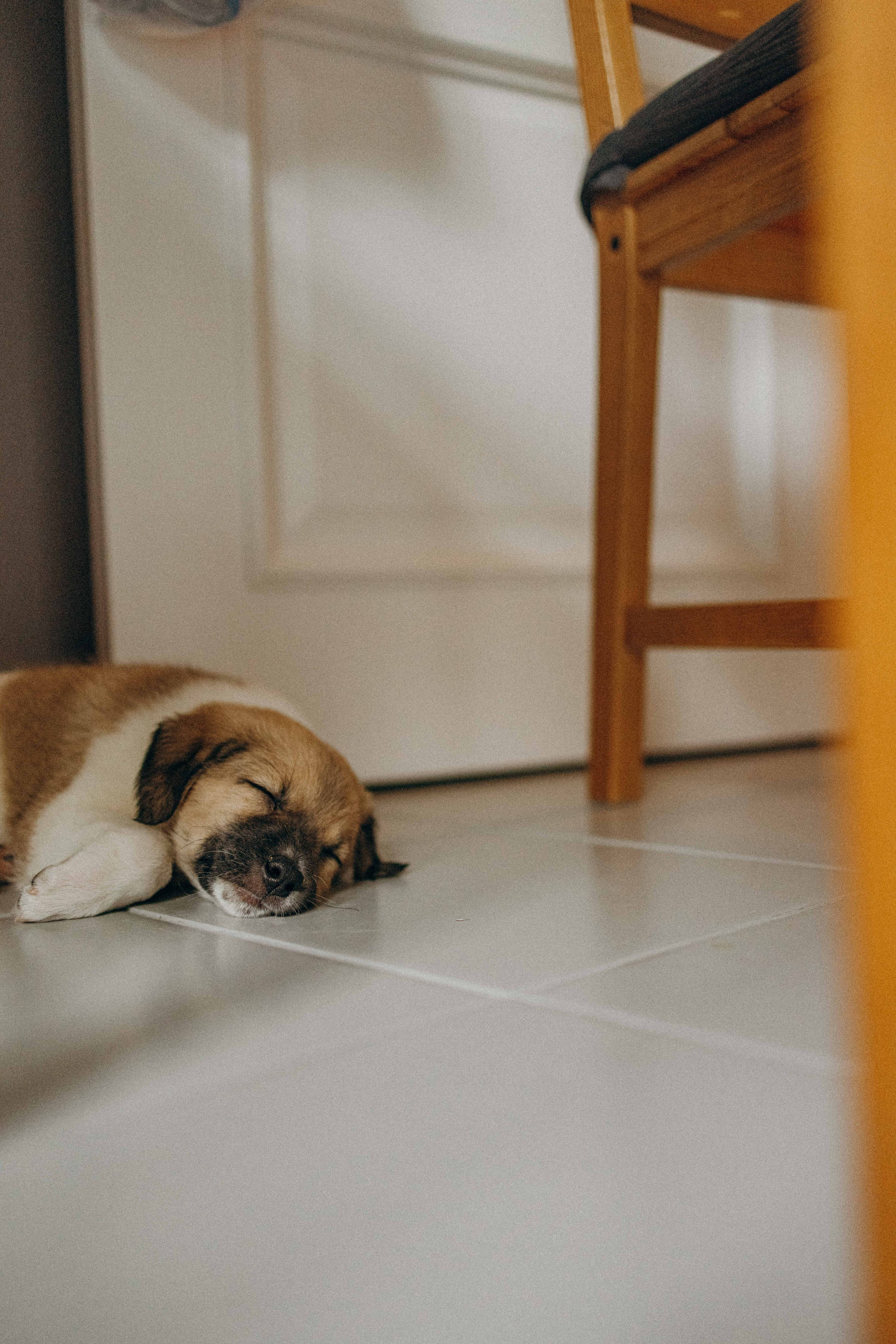 Щеночки. Фотограф-анималист в Москве Лера Черноног