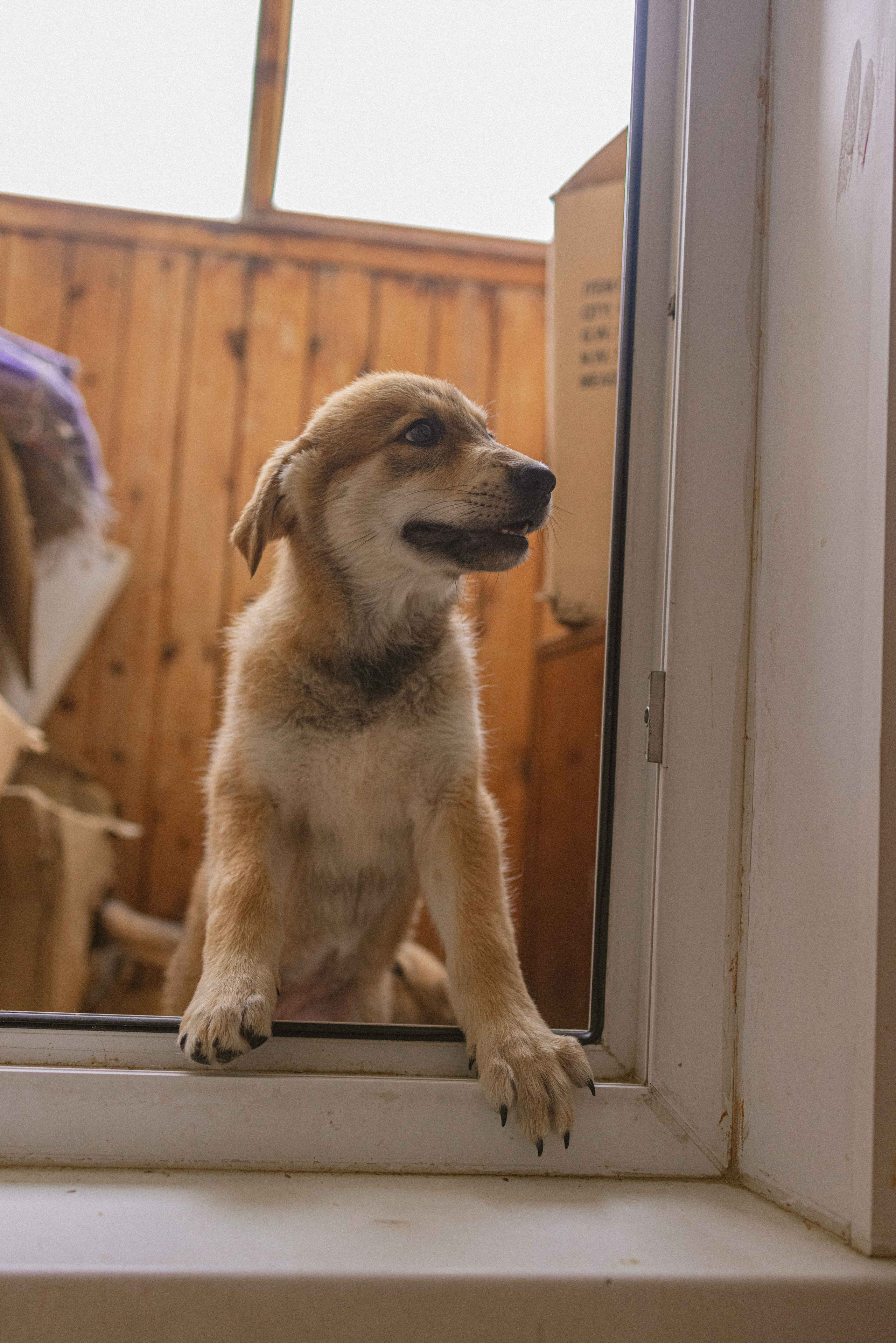 Щеночки на кухне. Фотограф-анималист в Москве Лера Черноног