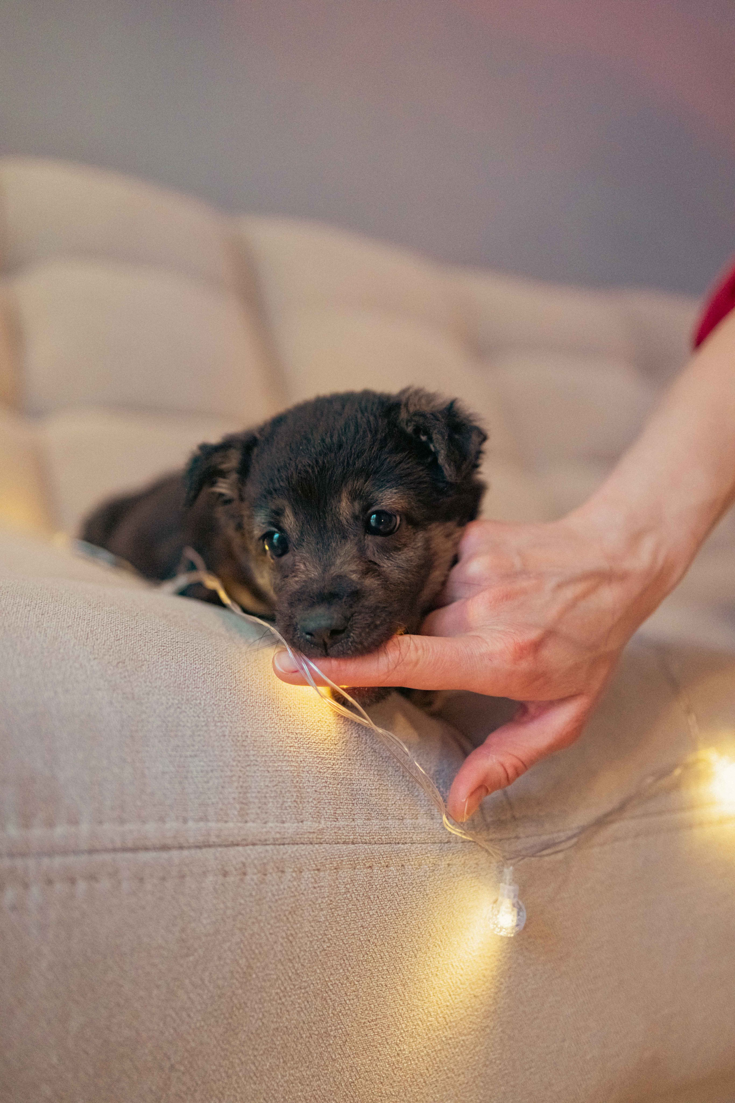 Пеппа. Фотограф-анималист в Москве Лера Черноног