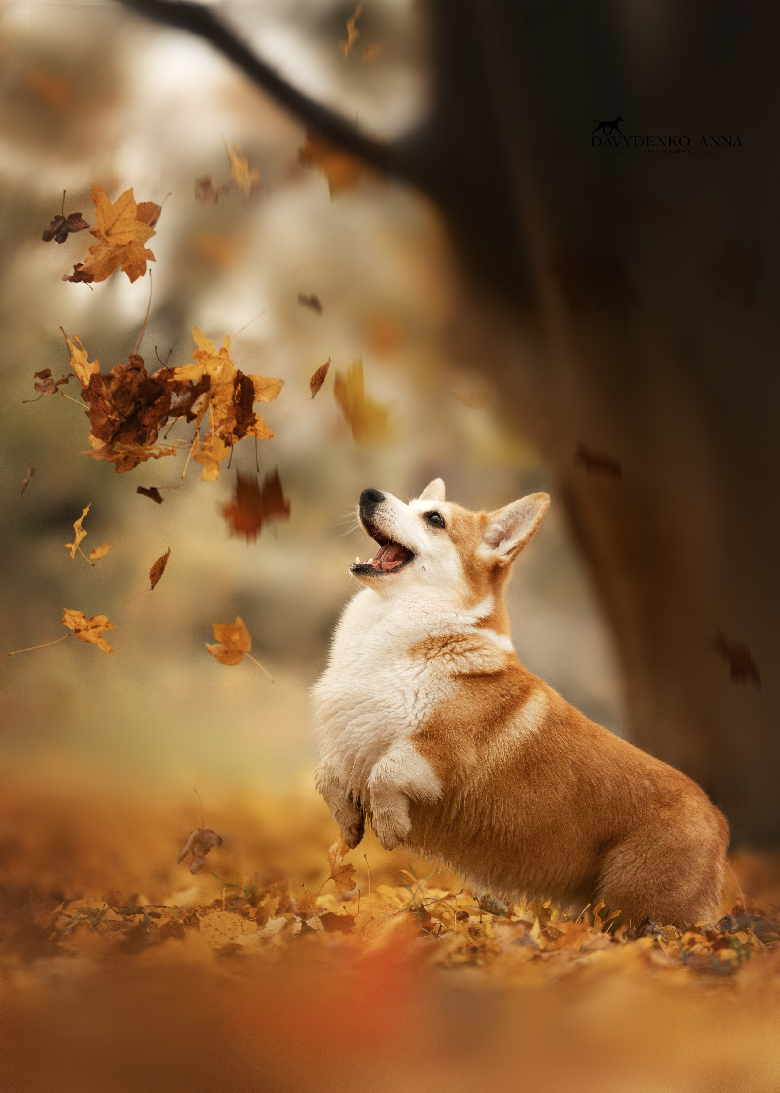 вельш корги пемброк фотограф анималист краснодар