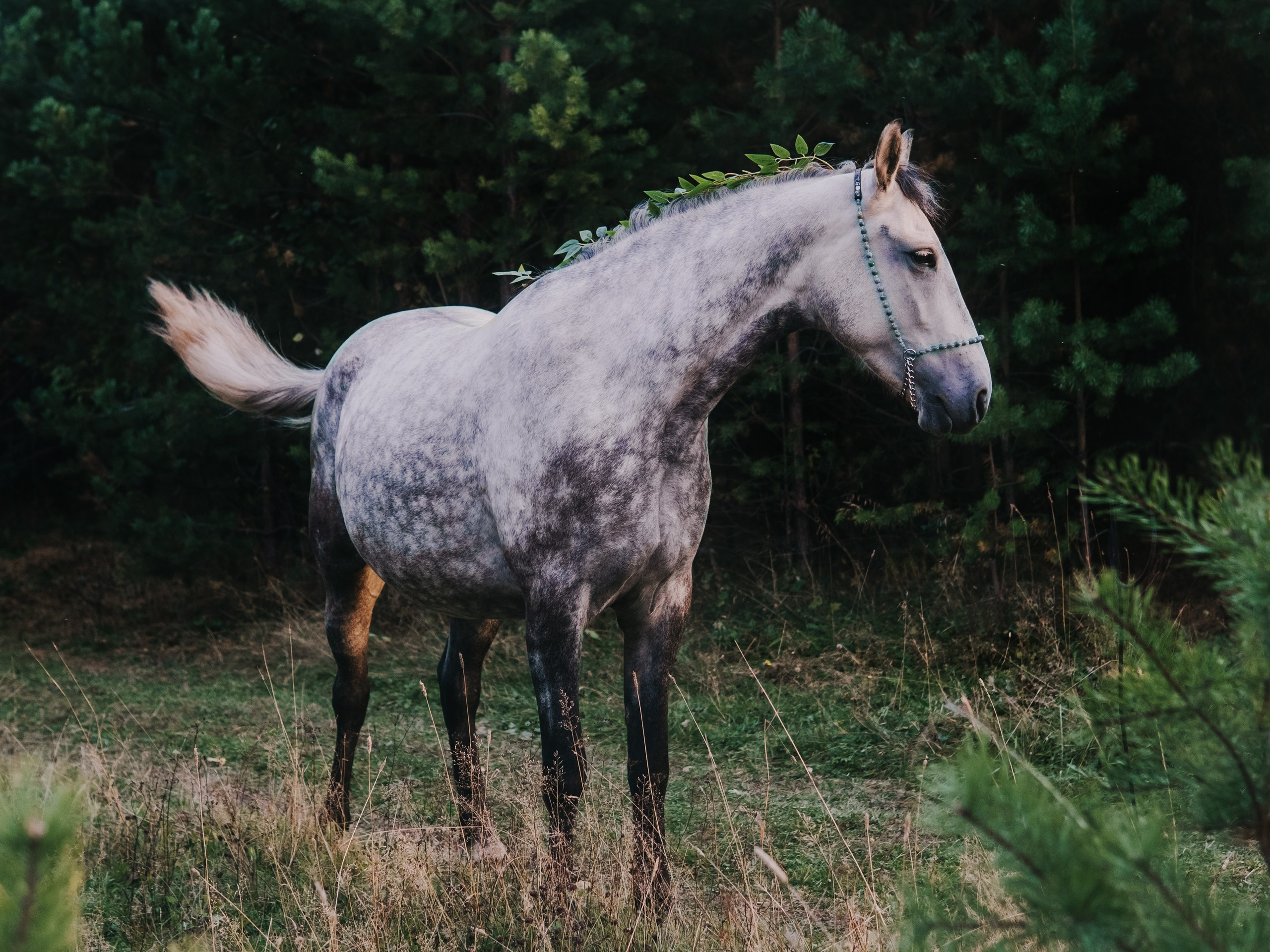 Life with horse. Saamill