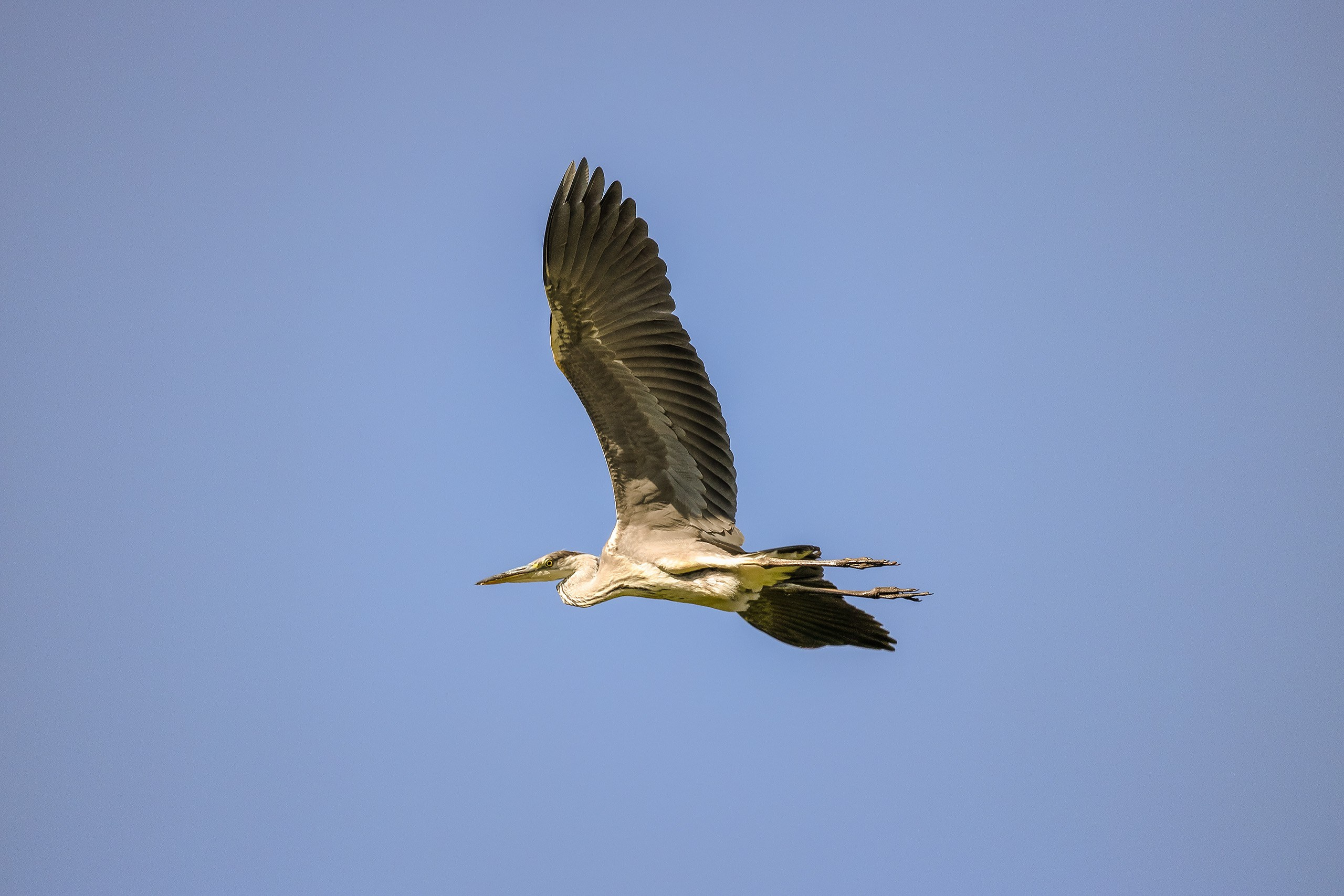 Летящая серая цапля