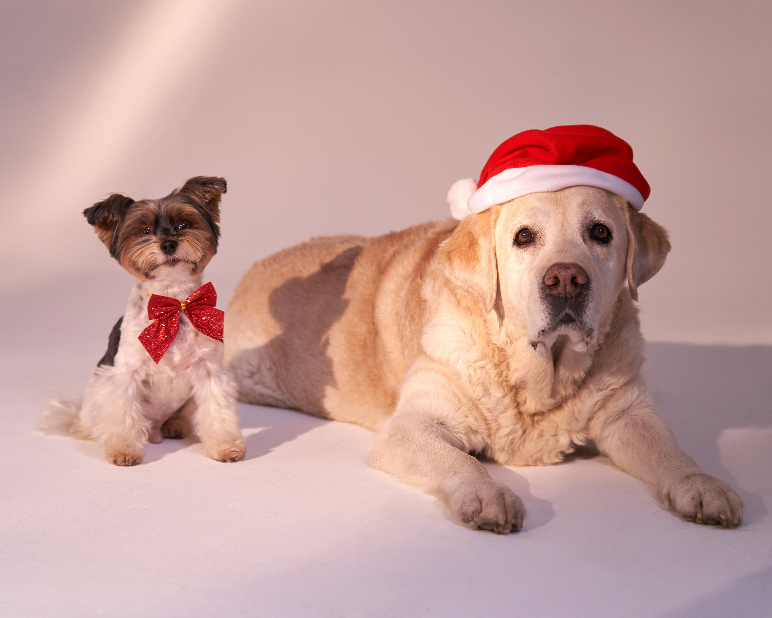 Фотосессия ТАТЬЯНЫ с любимчиками. Женский фотограф в Москве - Альфия Палаткина