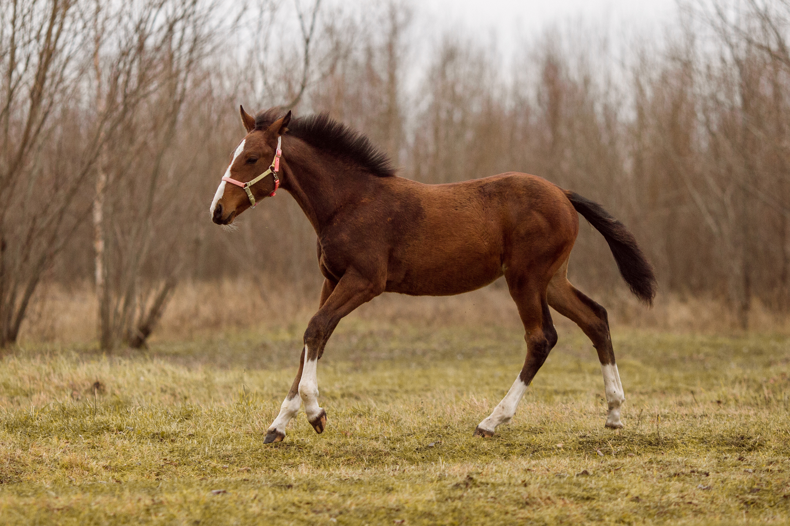 Фото жеребенка для продажи