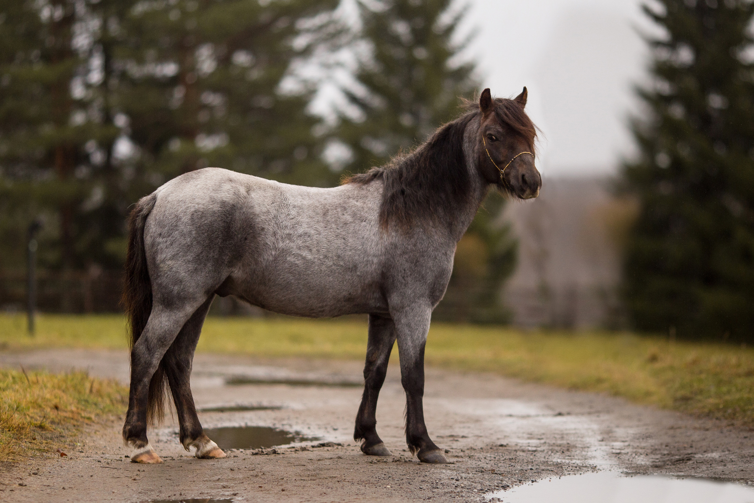 Фотосессия пони для продажи