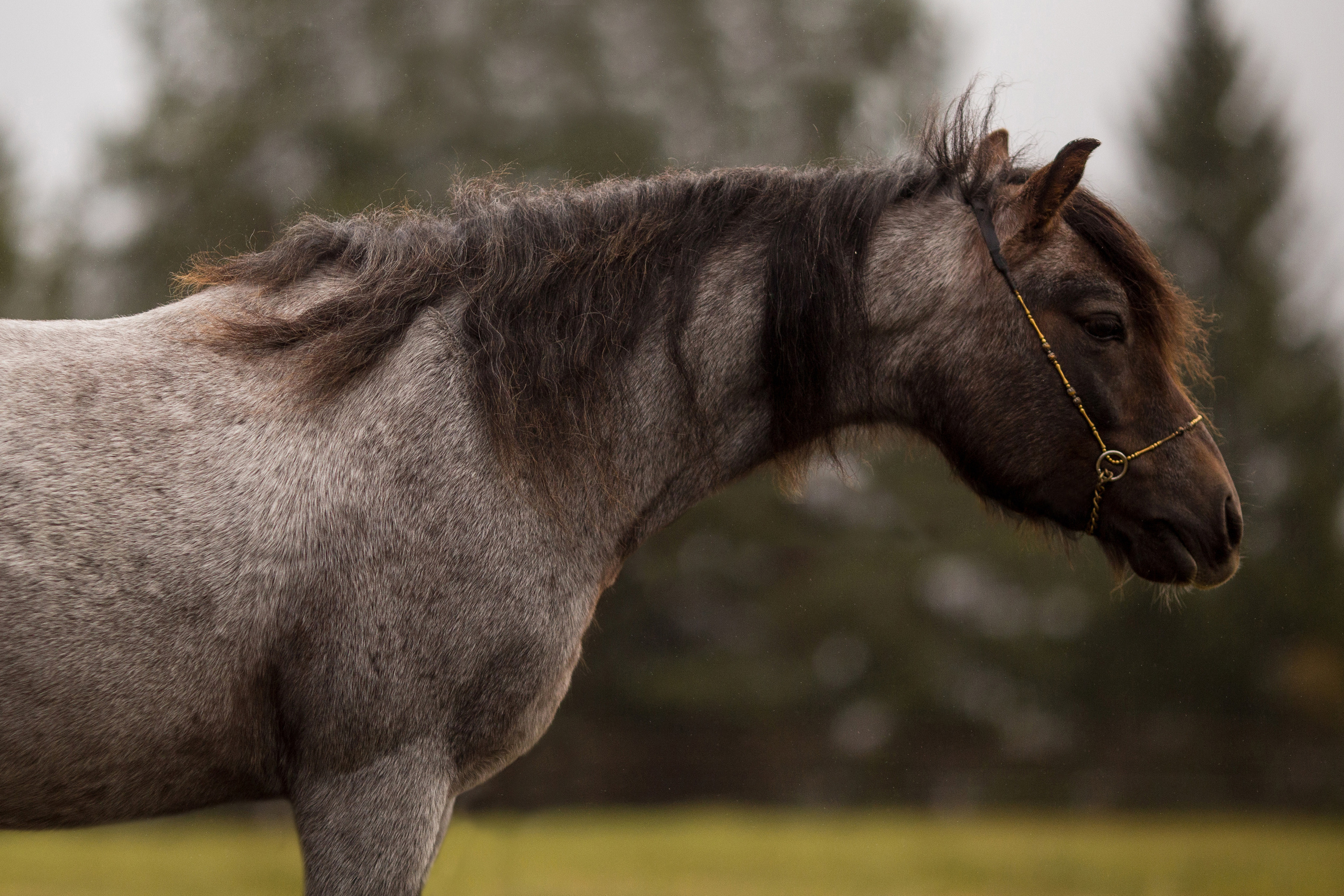Фотосессия пони для продажи