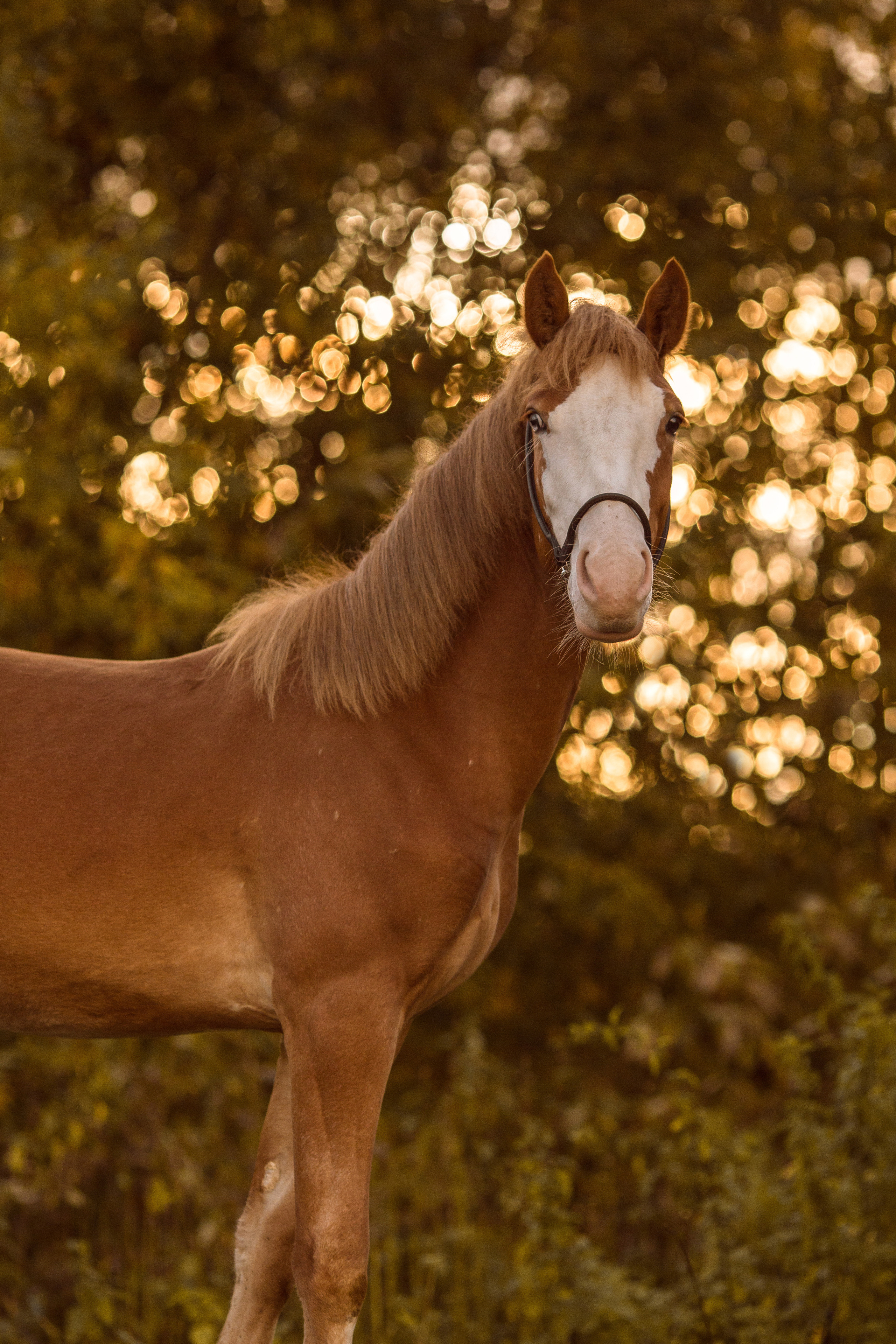 Фото жеребенка на продажу