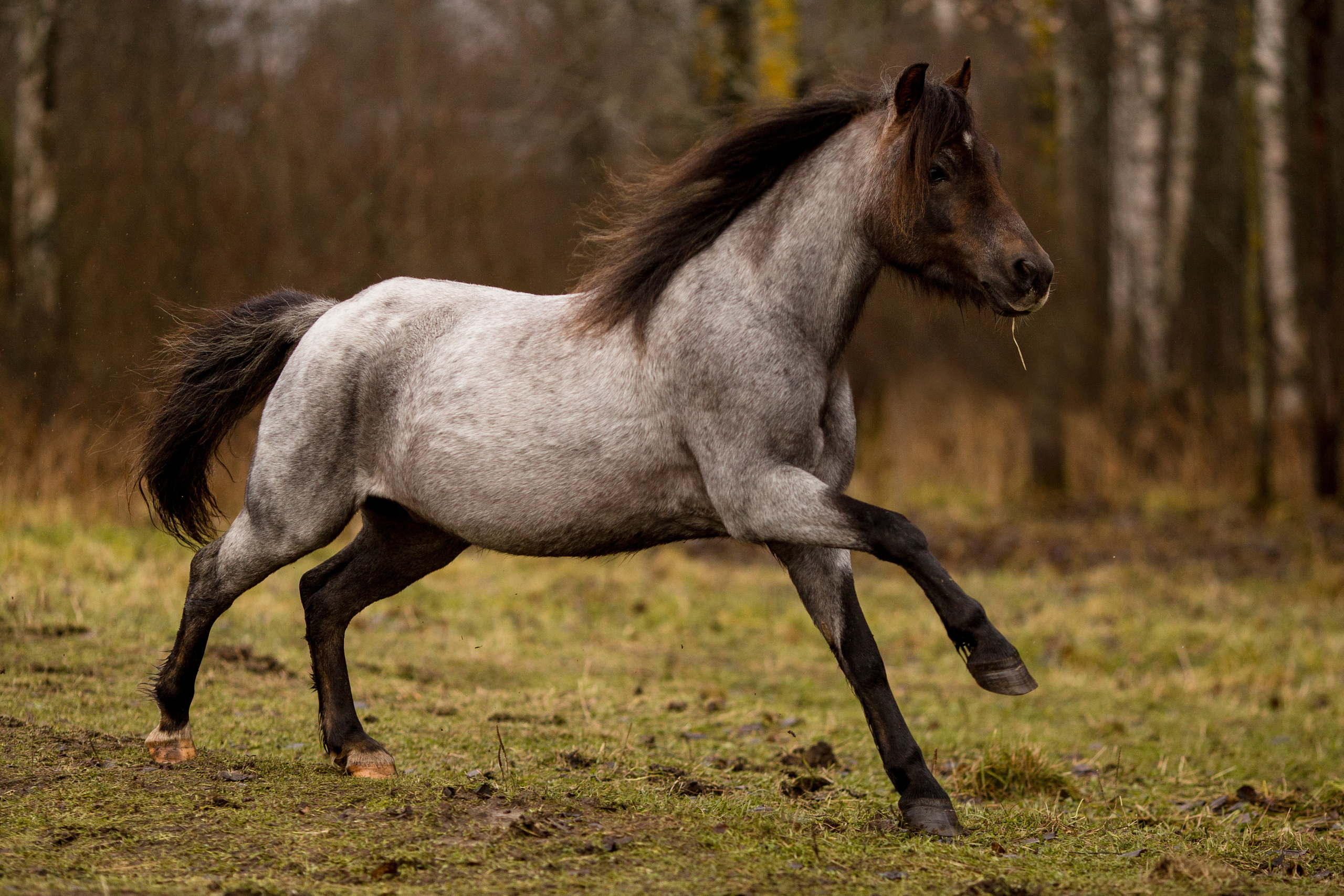 Фотосессия пони для продажи
