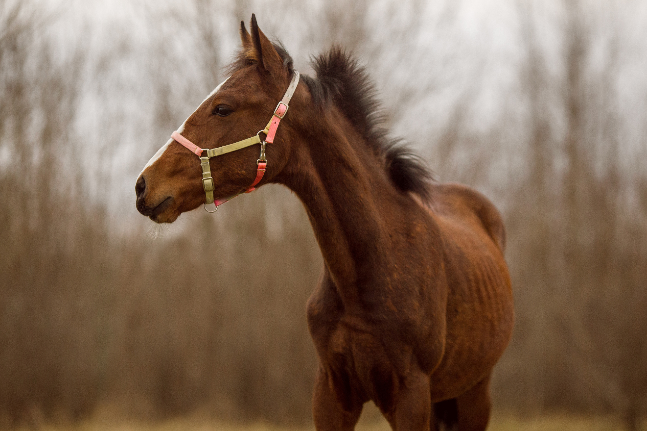 Фото жеребенка для продажи