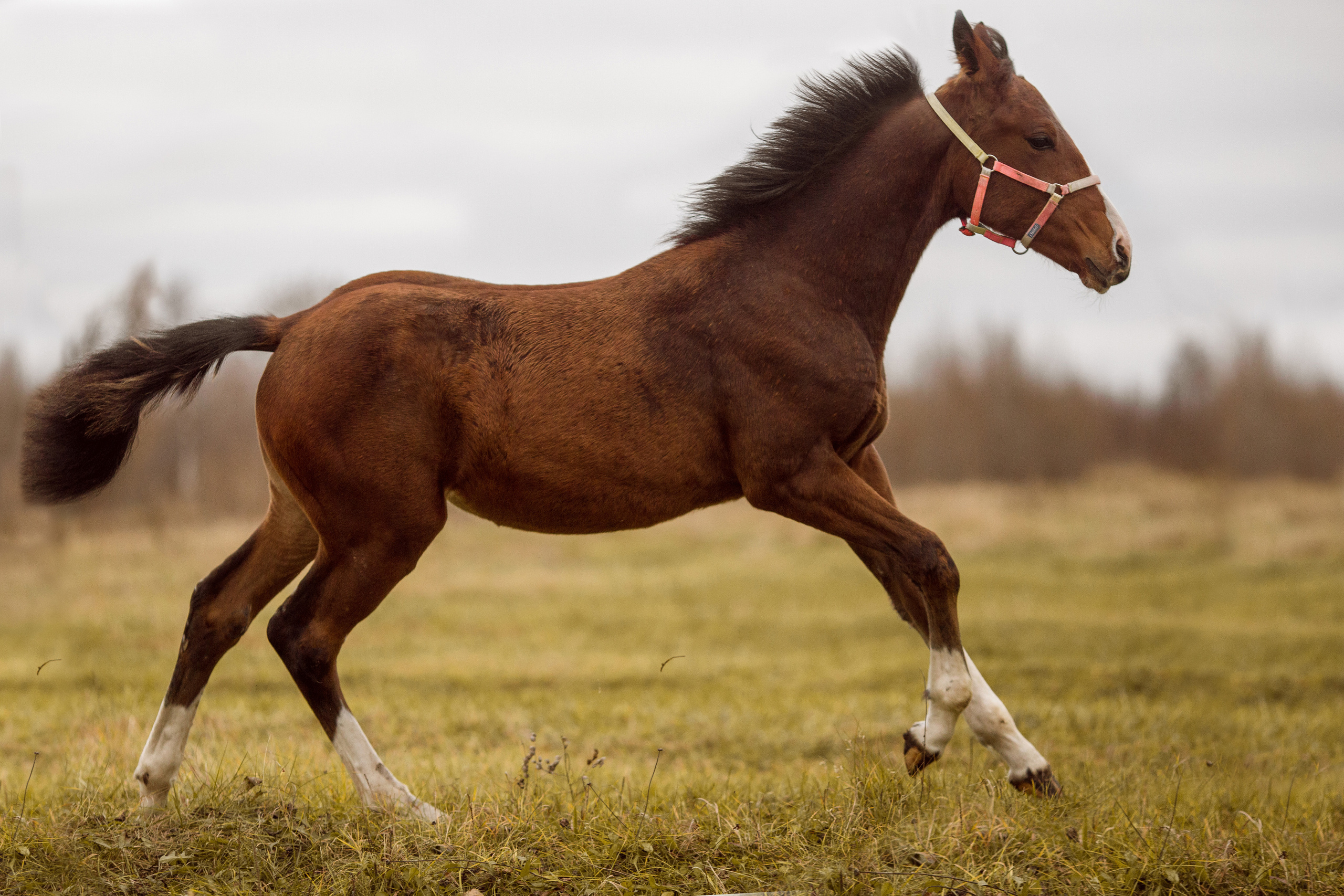 Фото жеребенка для продажи