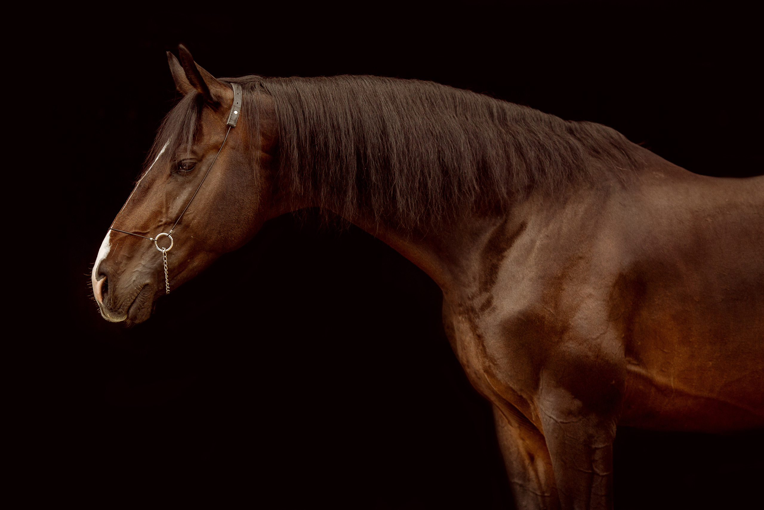 Фото лошади на черном фоне