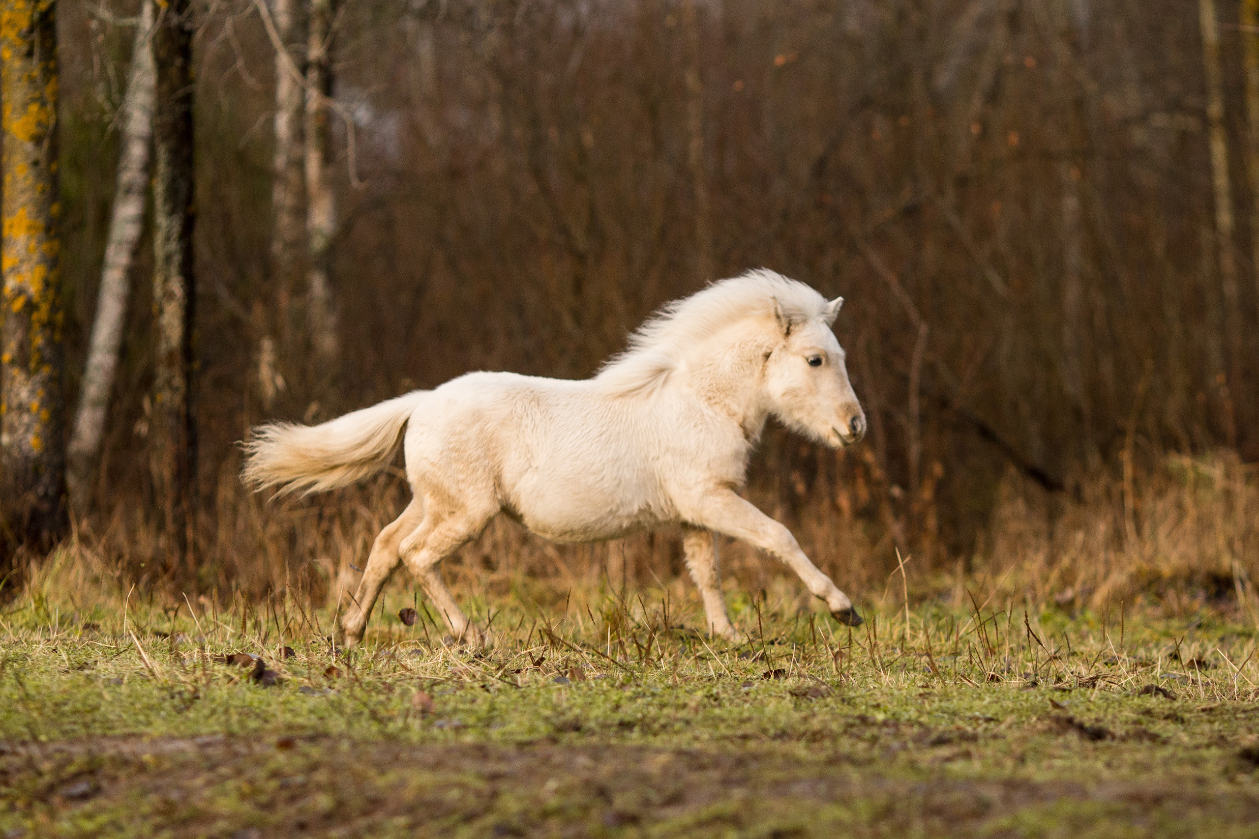 Съёмка пони на продажу