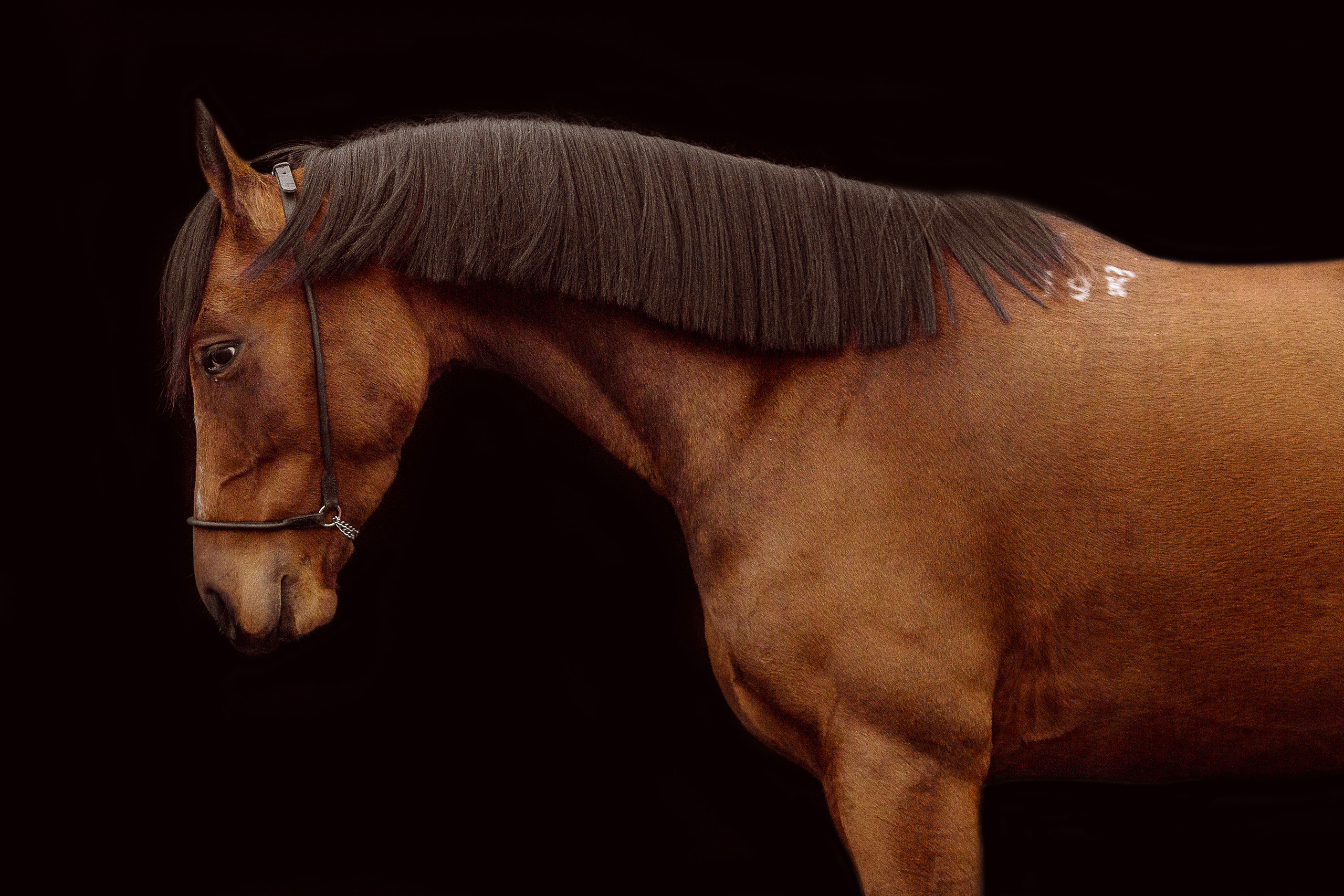 Фото лошади на темном фоне