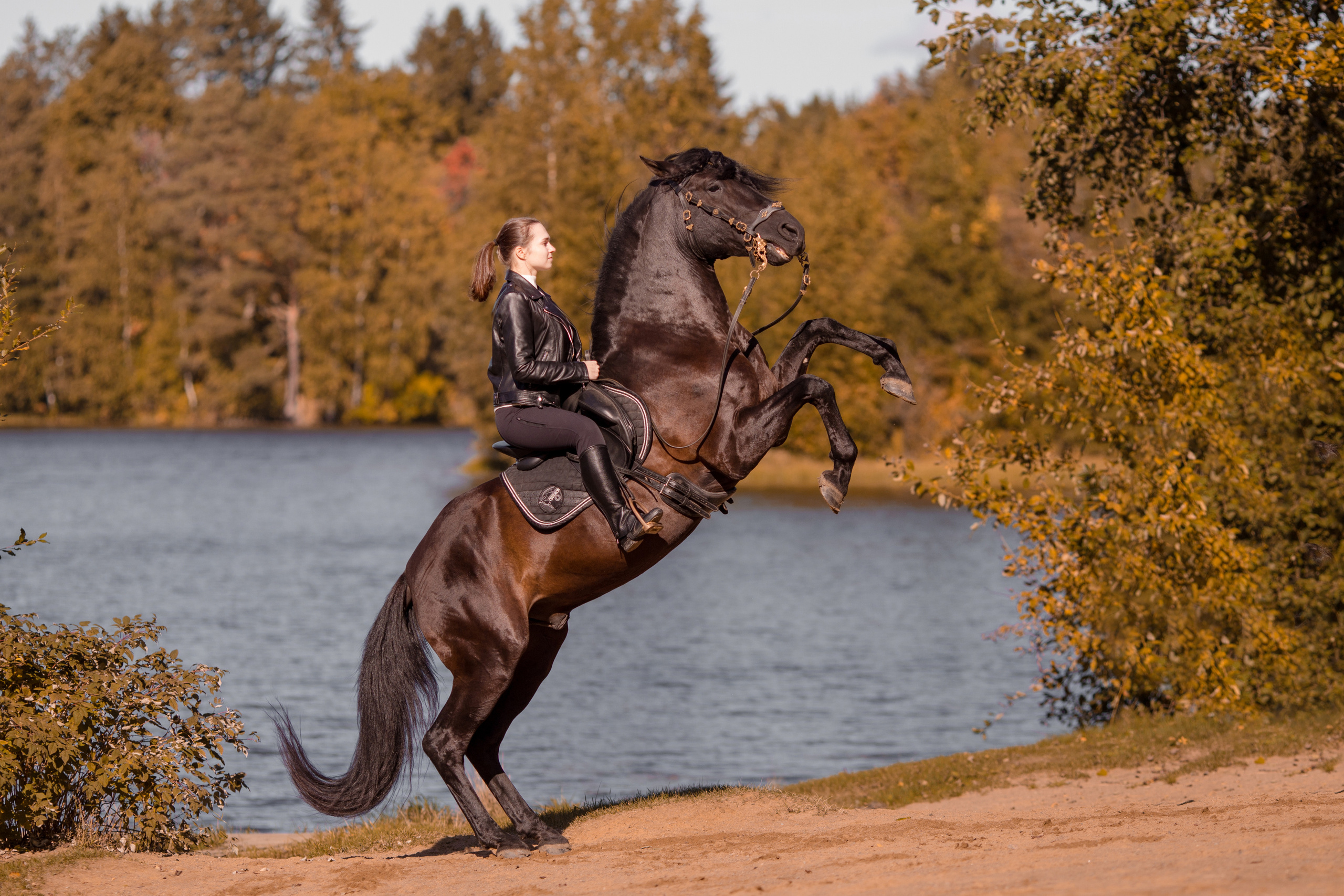 Фотосессия с андалузом осенью