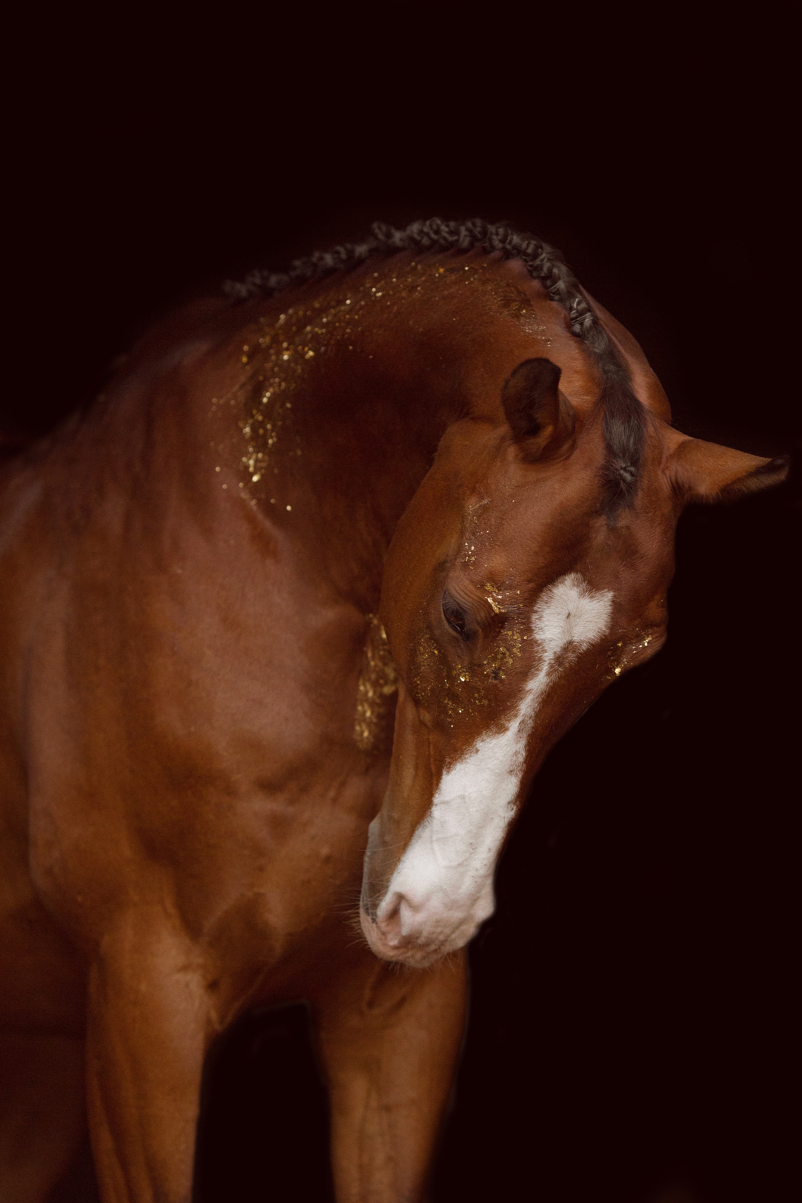 Фото девушки и лошади с поталью
