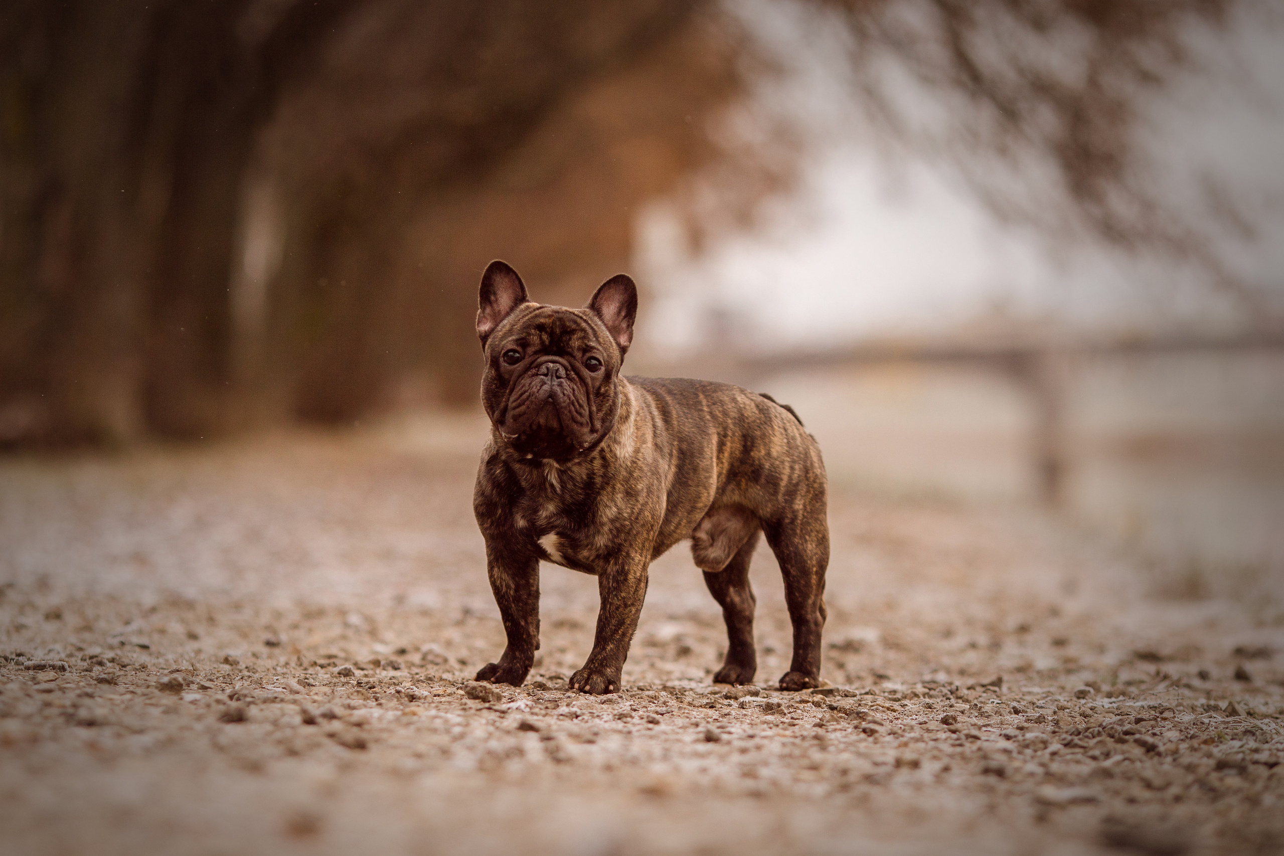 Осенние фото бульдога