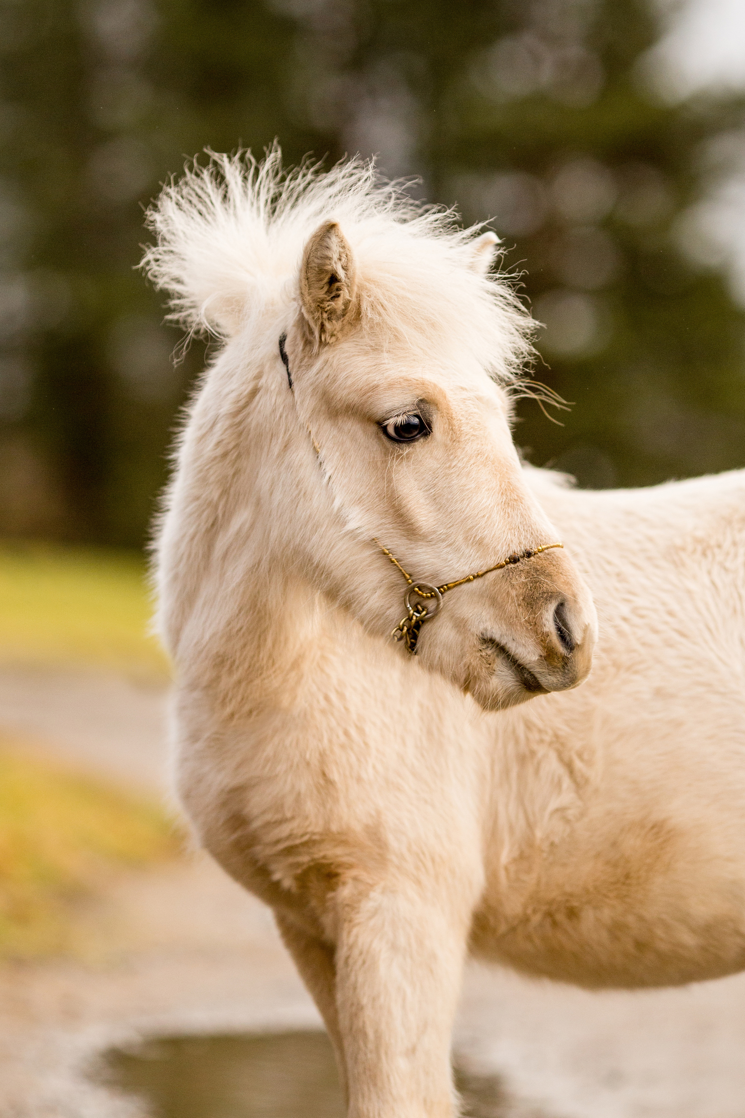 Съёмка пони на продажу