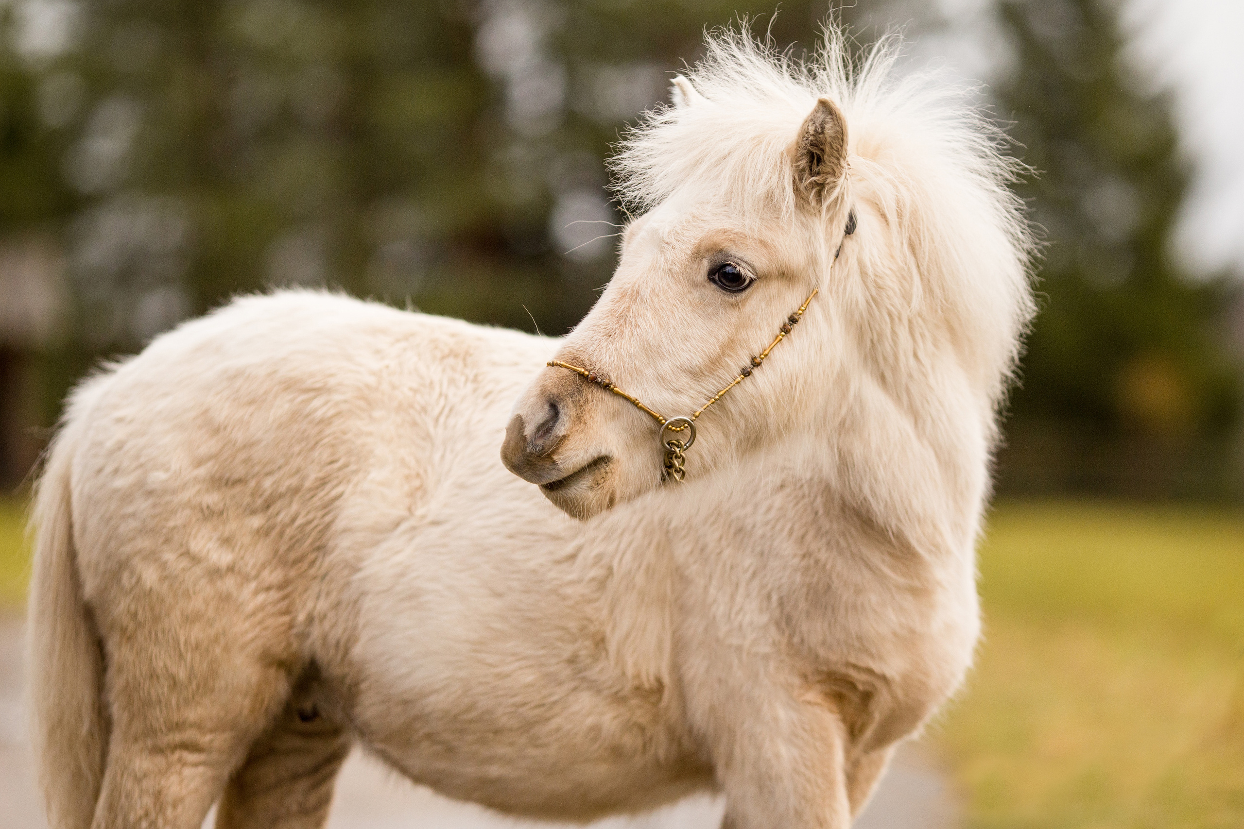 Съёмка пони на продажу