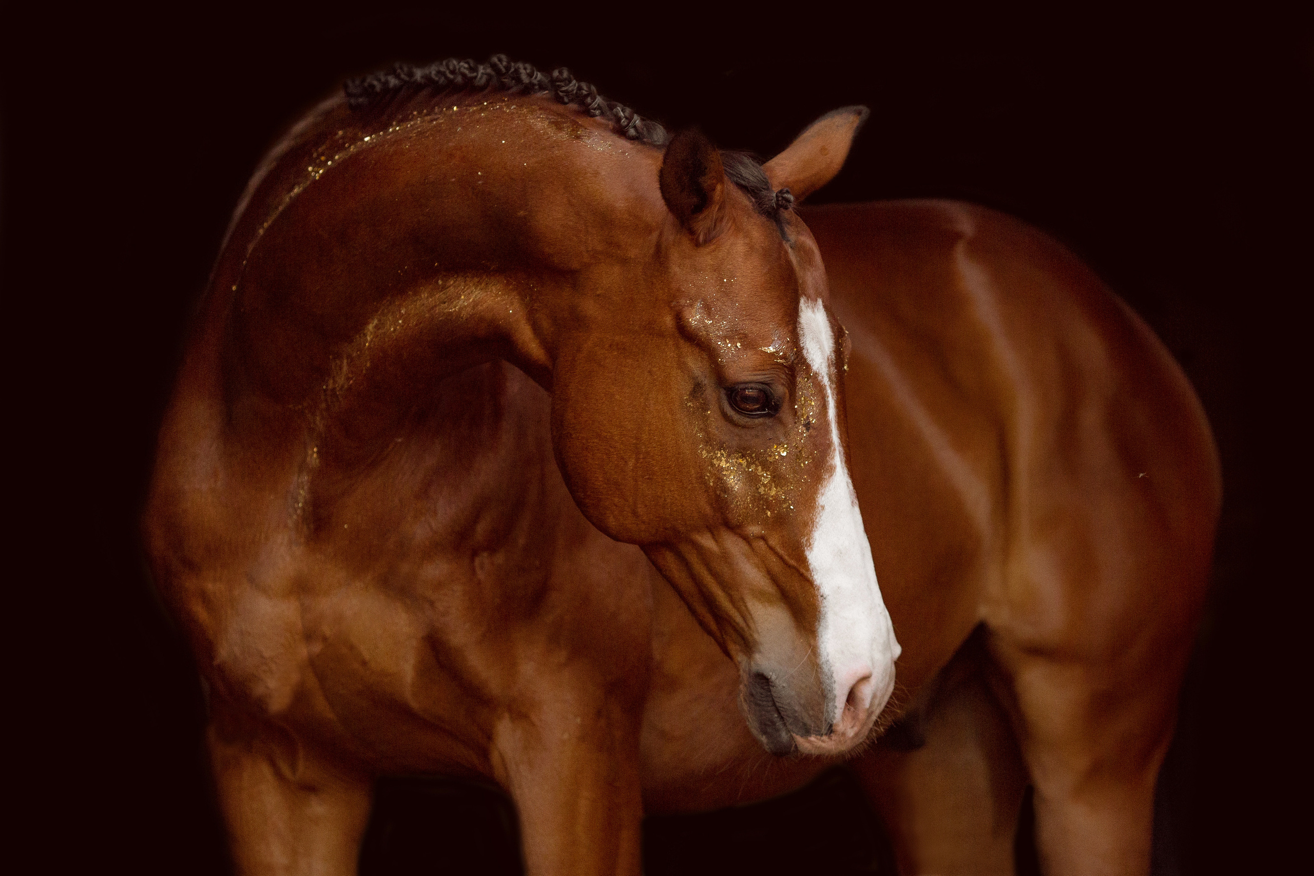 Фото девушки и лошади с поталью