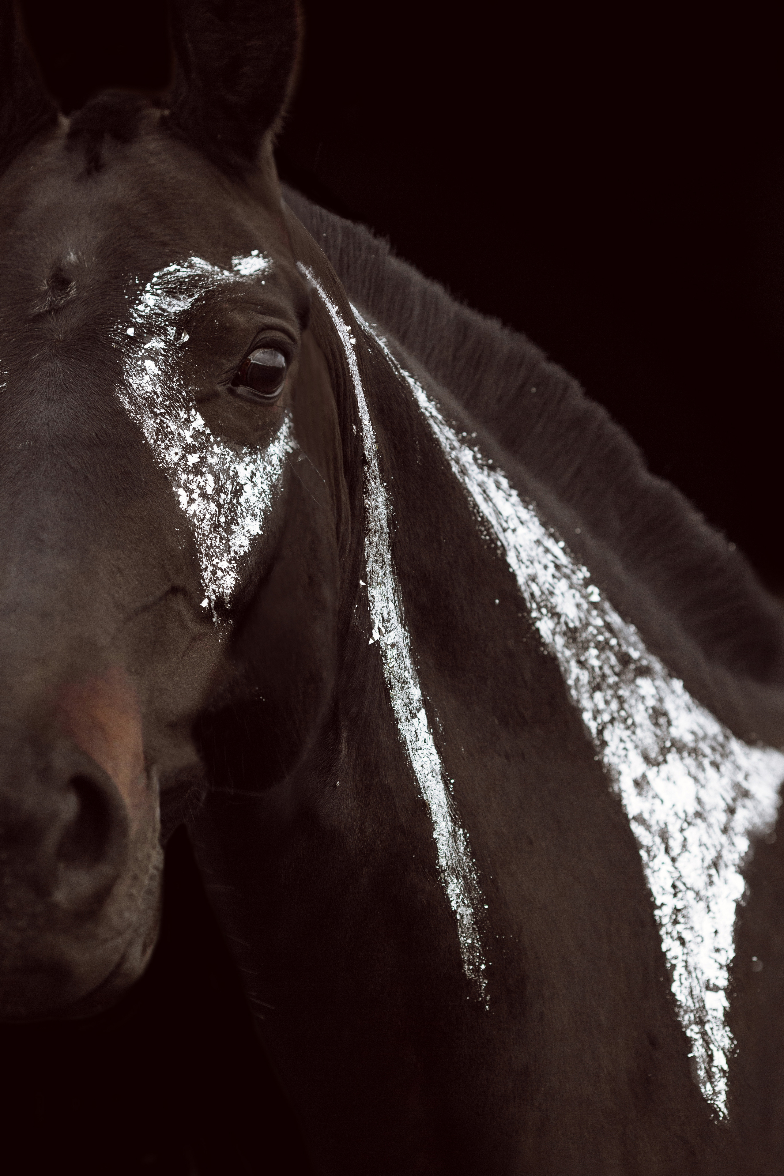 Фото лошади с поталью